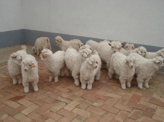 宠物羊 迷你羊 侏儒羊 长不大的羊