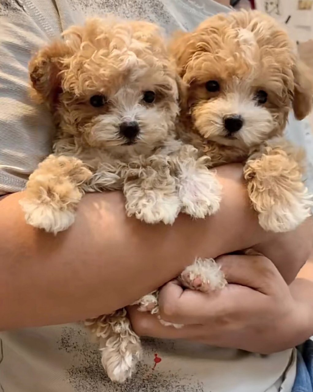 茶杯犬香槟花泰迪熊泰迪比熊串串找新家 自家养的,妈妈香槟泰迪,爸比