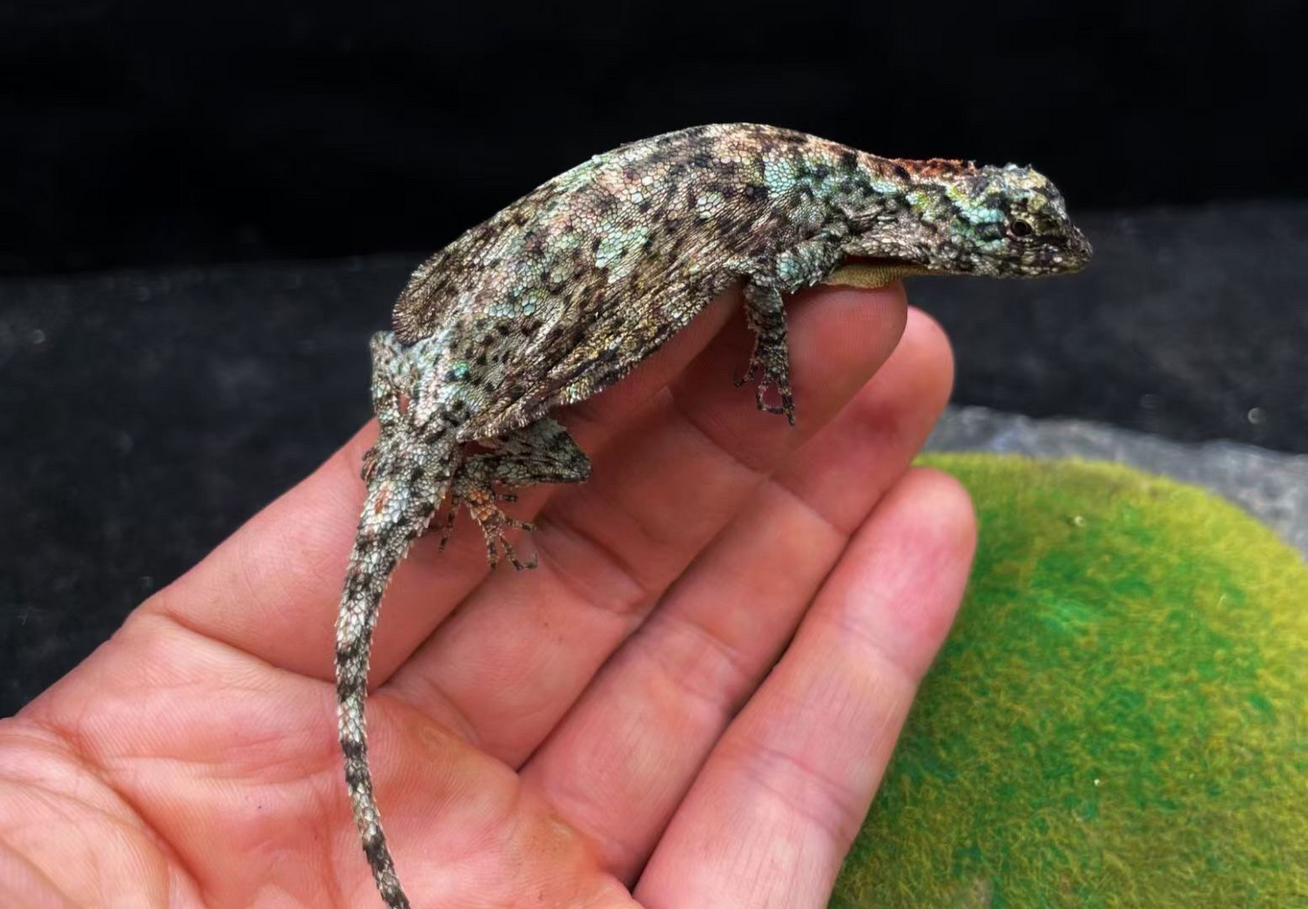 斑飞蜥是鬣蜥科,飞蜥属的爬行动物.