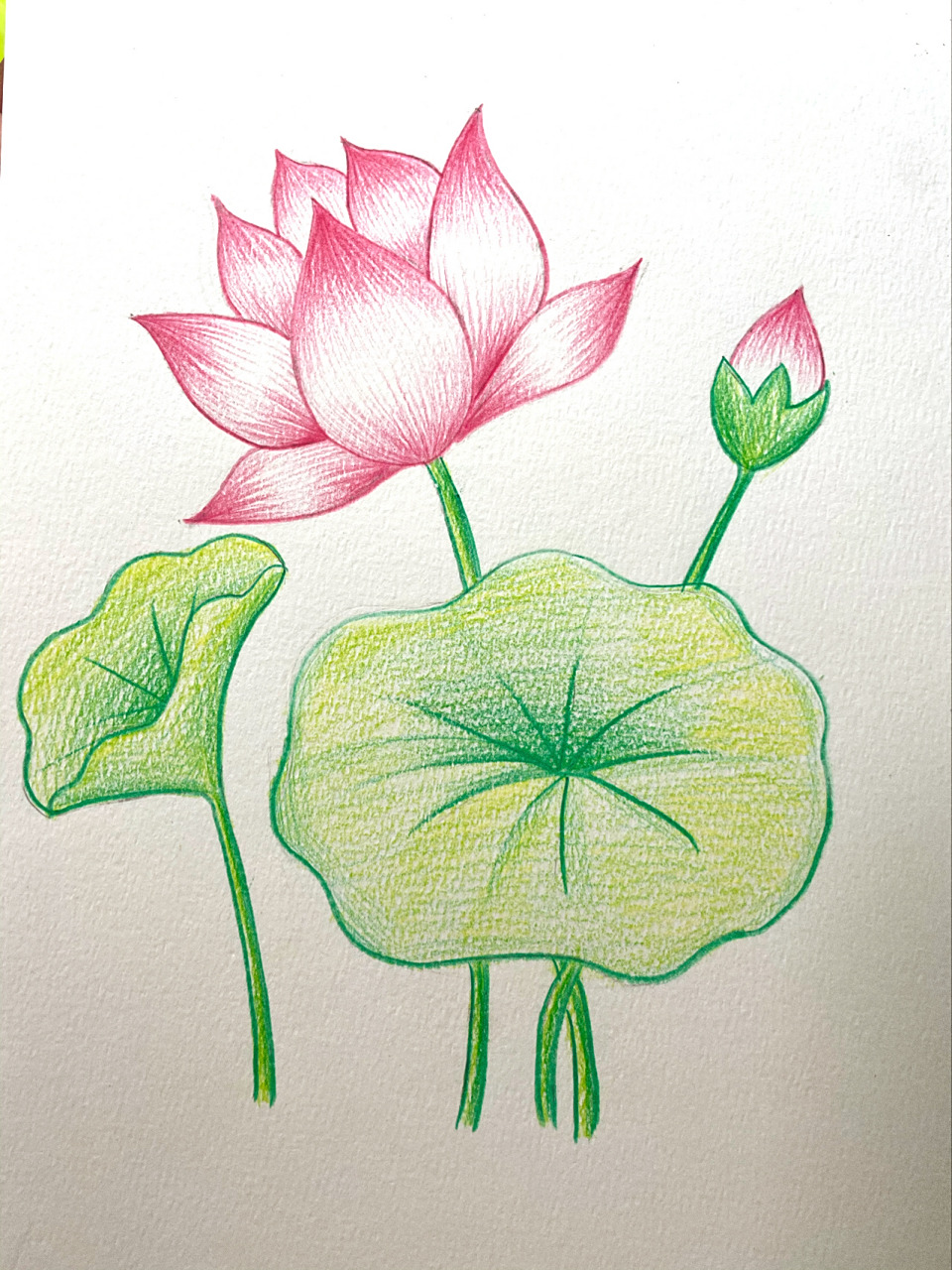 彩铅入门渐变色《荷花》简单 主要刻画荷花,荷叶直接铺色