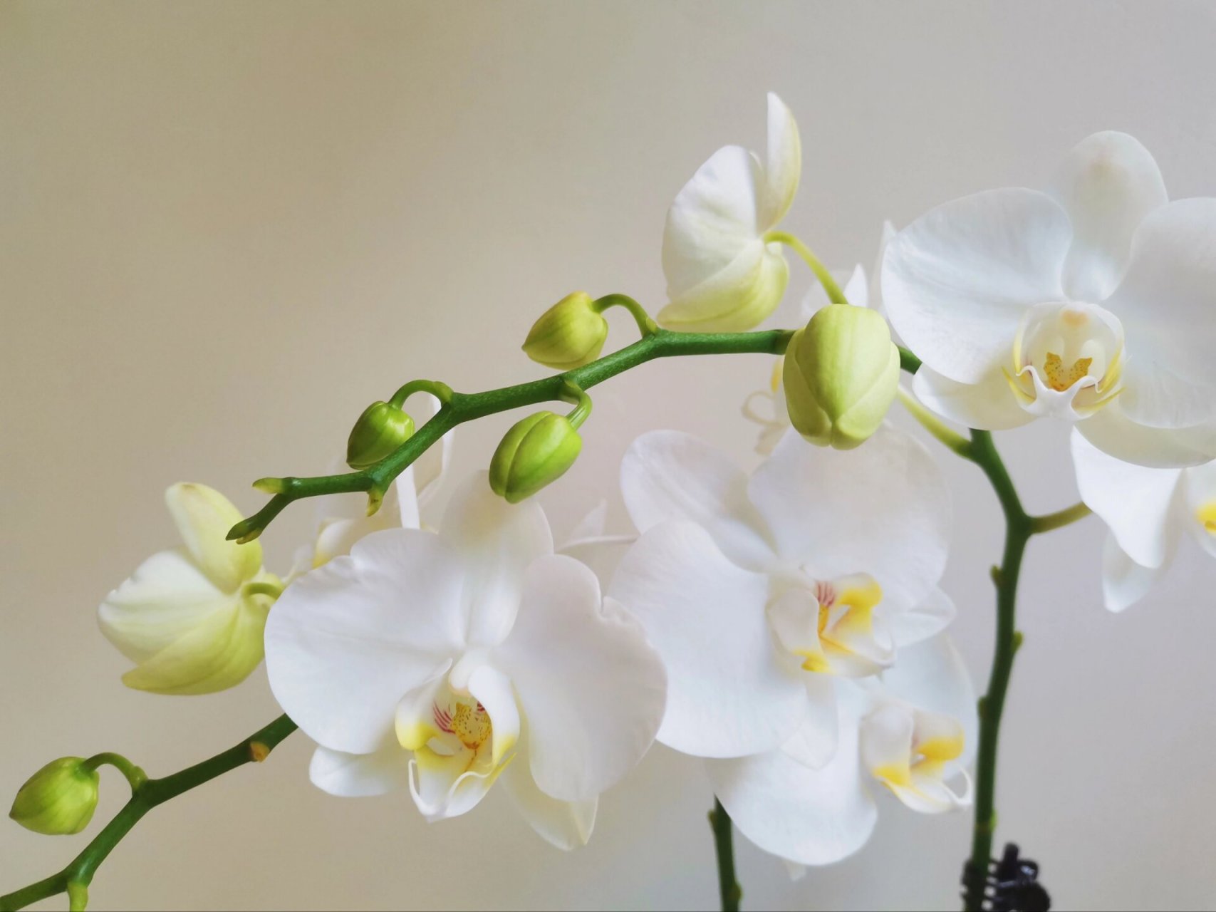 经典优雅小白花|阿玛蝴蝶兰(附养护攻略) 今天给大家介绍经典优雅的