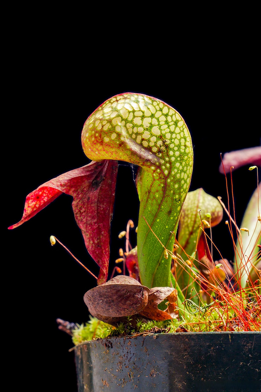 【食肉植物|眼镜蛇草属】[微风]  银镜蛇瓶子草(darlingtonia