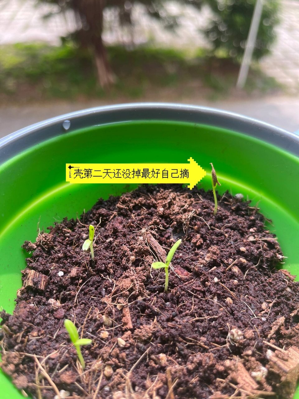 波斯菊成长日记番外之种植教程 种夏天以来的日子经常看到很多姐妹不