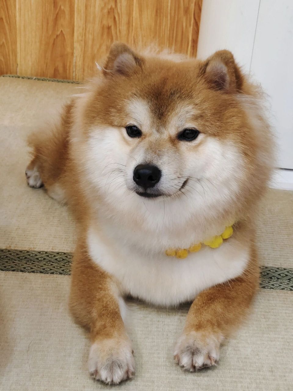 其实长毛柴从本质上也属于柴犬的一种,不是串串    不光是柴犬