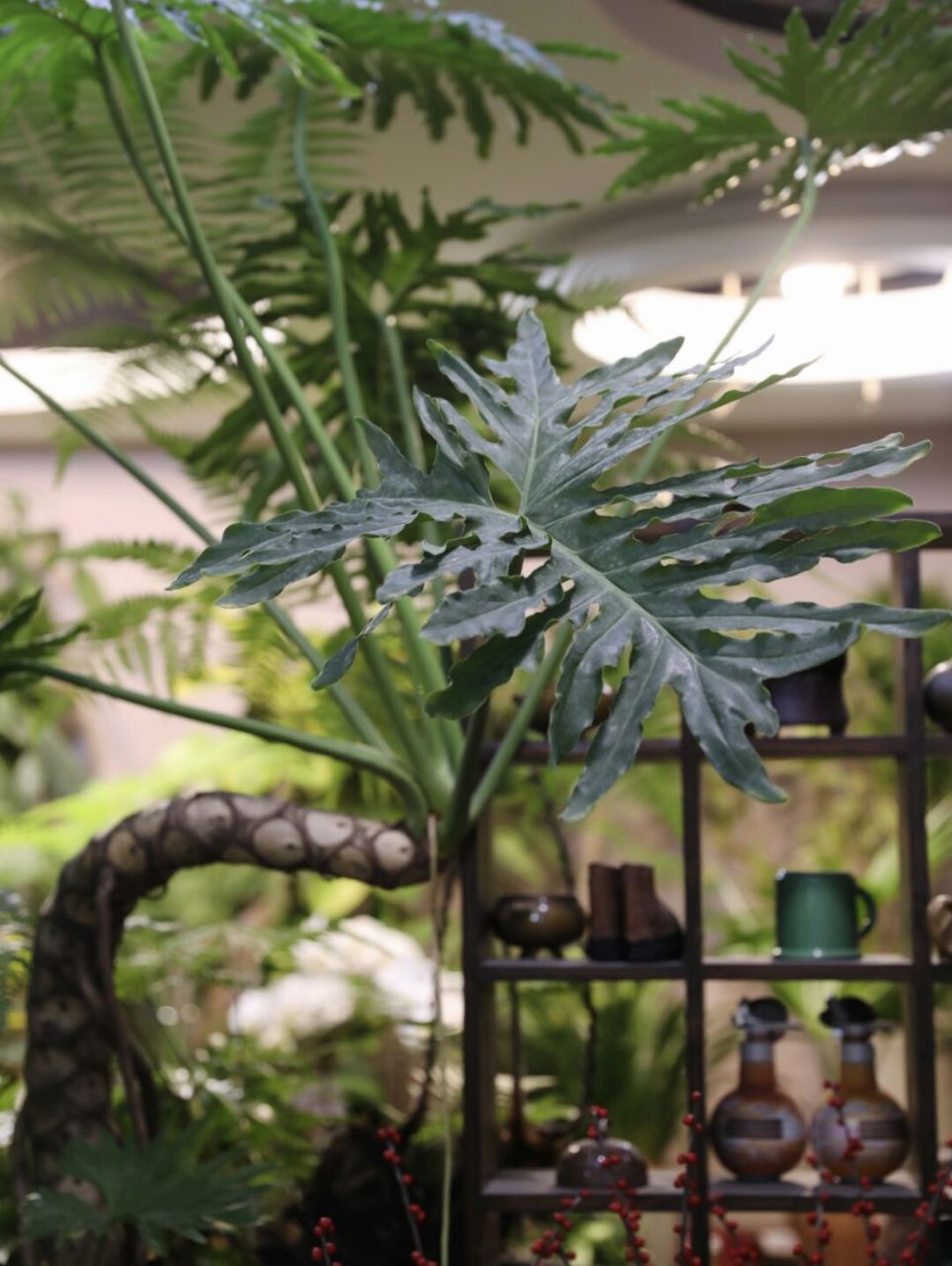 老桩龙鳞春羽室内造景c位妥妥滴 春羽真的是越老越有颜值,老化脱落的