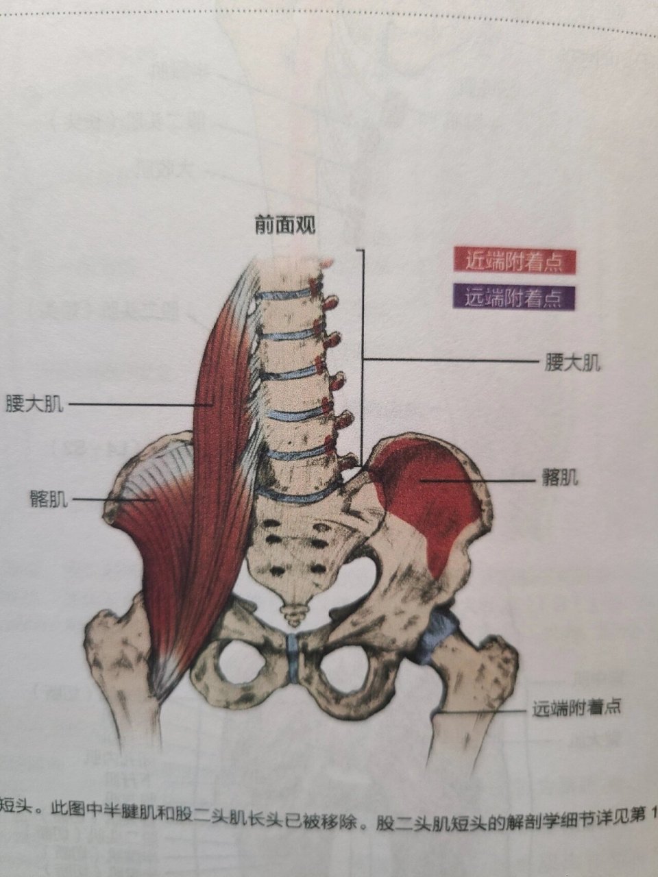 髋关节前屈的肌肉图片