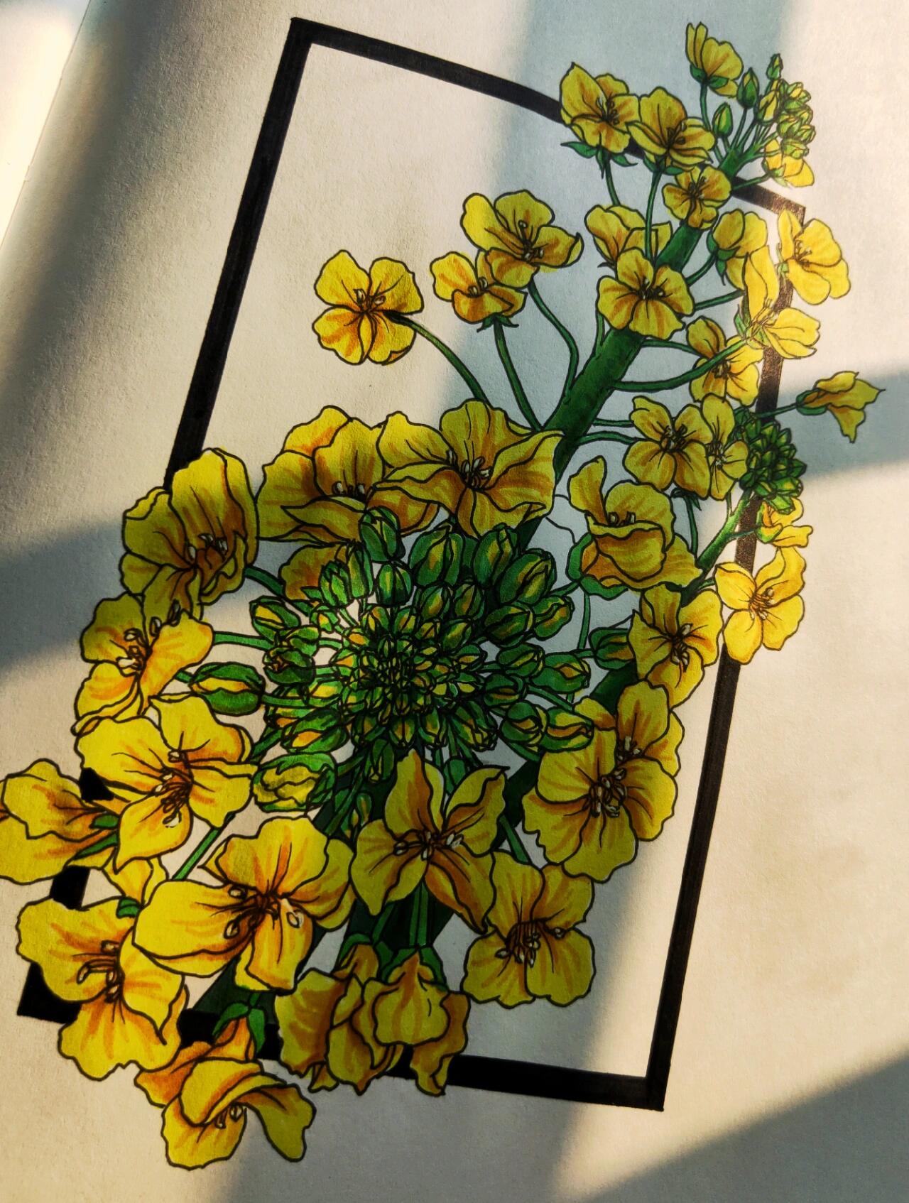 马克笔手绘 |《油菜花》你想要的都会有 小园几许 收尽春光 有桃花红