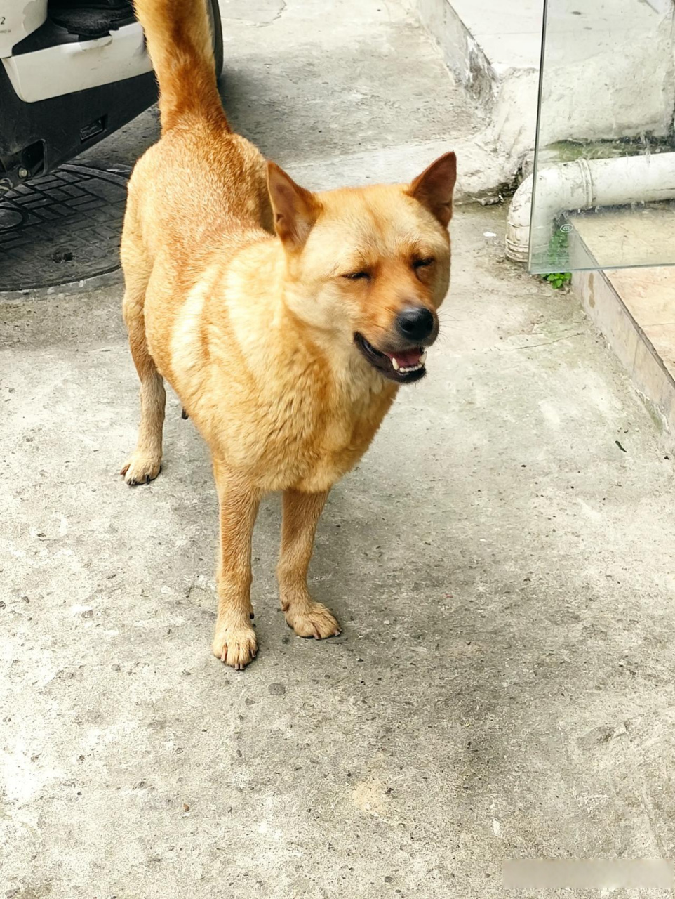 我的店在台州的城中村,今天在上班,看到一只大黄狗,这黄狗貌似是母的