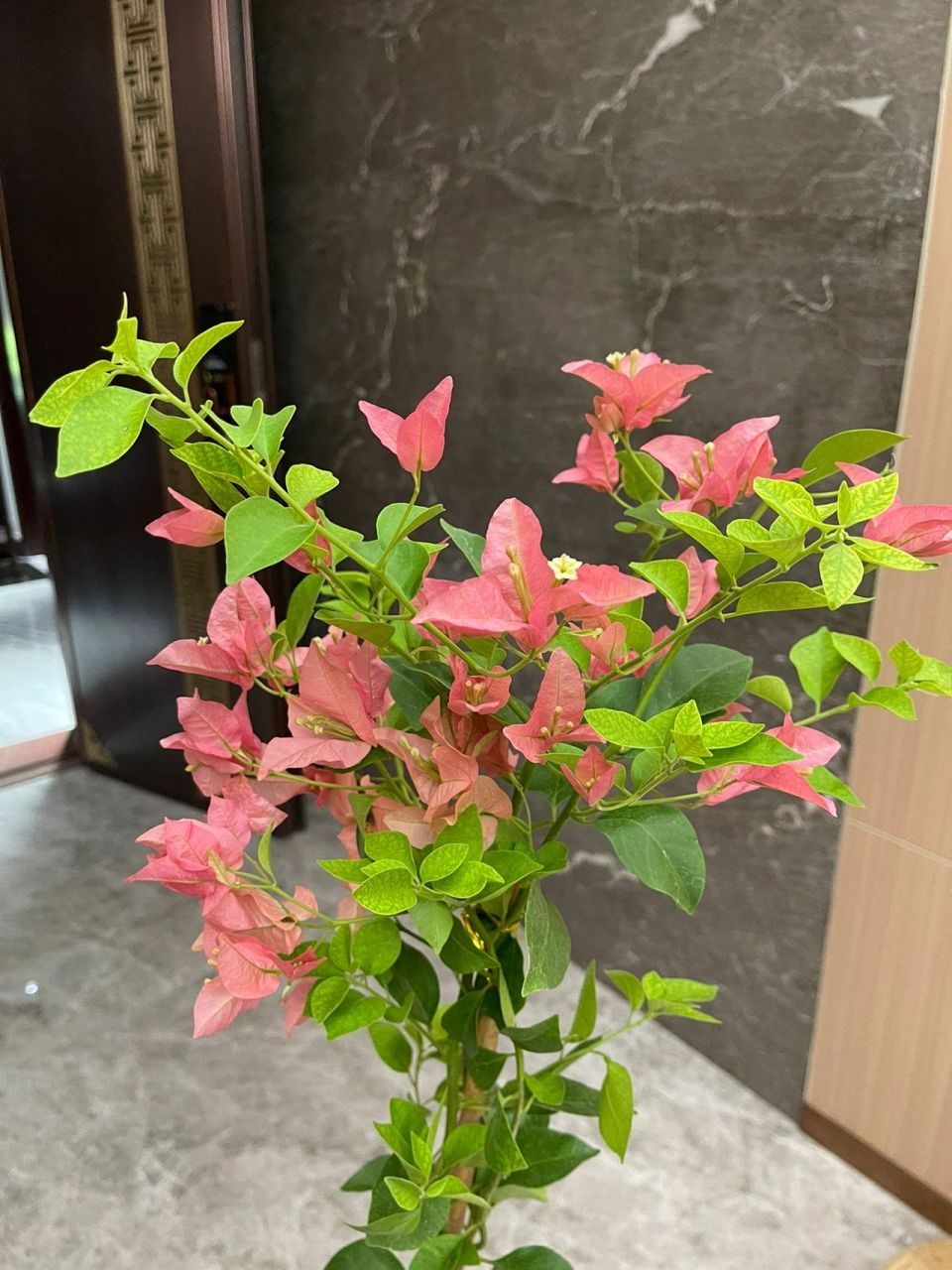 三角梅卡亚塔 入手的第二棵卡亚塔了,这个颜色全是比较正的.