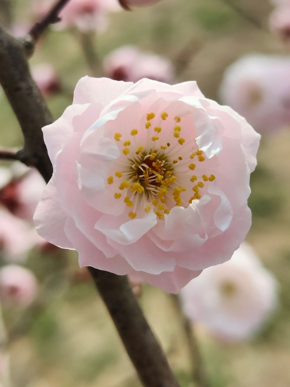 梅花新品种取名字 今年准备申请几个梅花新品种,都是淡丰后或丰后的子