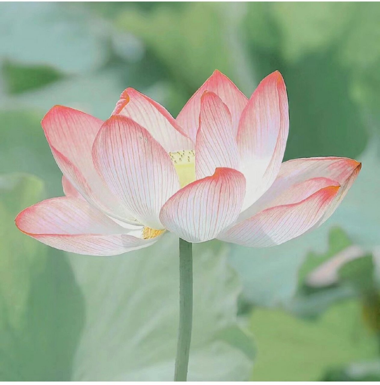 头像|上善若水 #头像# #美景# 如梦令·常记溪亭日暮 宋 · 李清照 常