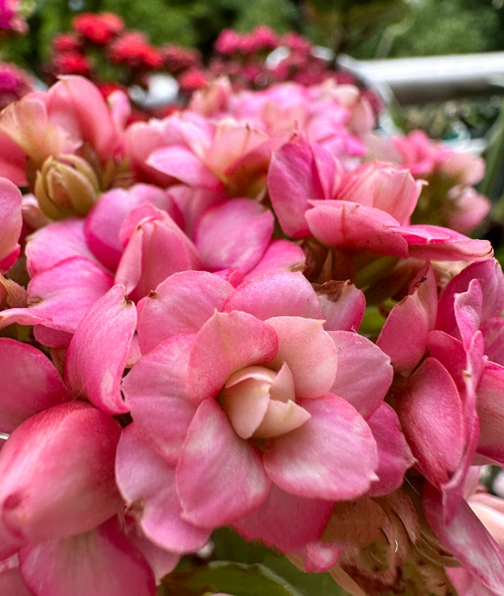 长寿花 达科塔/玛格丽特/彩莲 达科塔开啦,嫩嫩的带着一点透透的粉色.