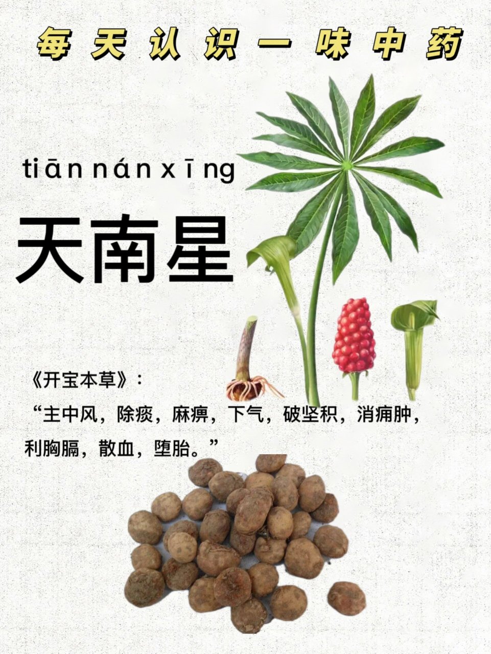 第232天:认识《天南星》