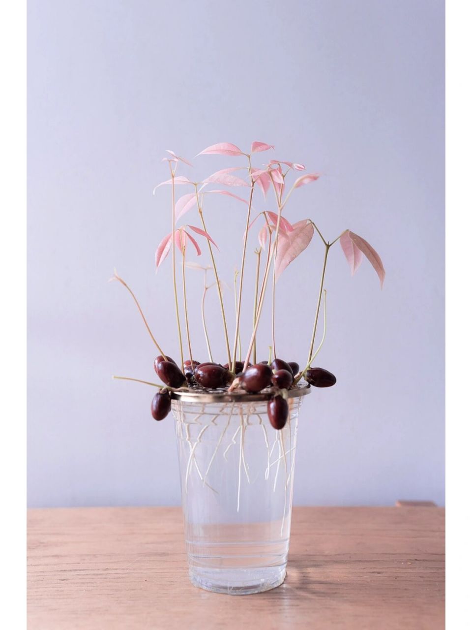 水培荔枝|谁能拒绝这梦幻的粉色 96荔枝选择:白糖罂荔枝,用于水培