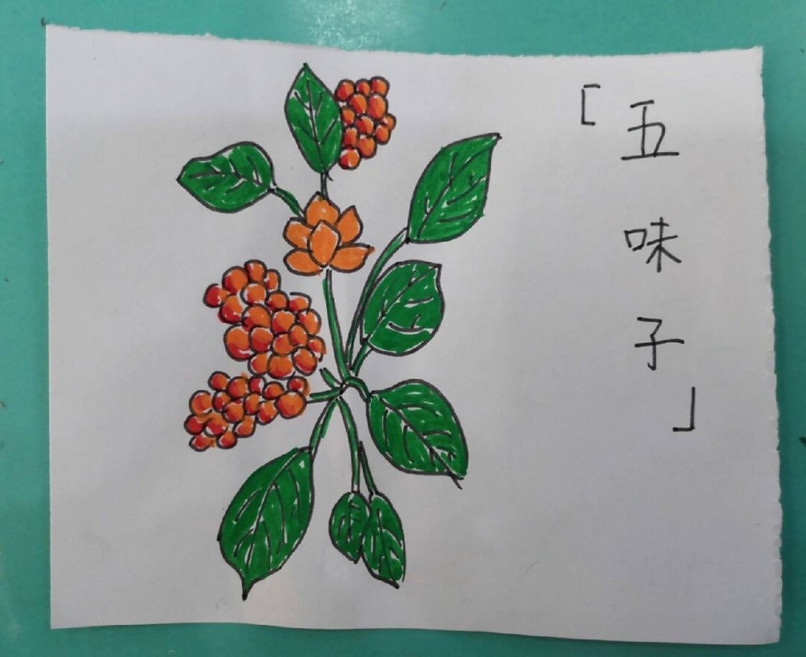 简笔画|中草药,本草纲目