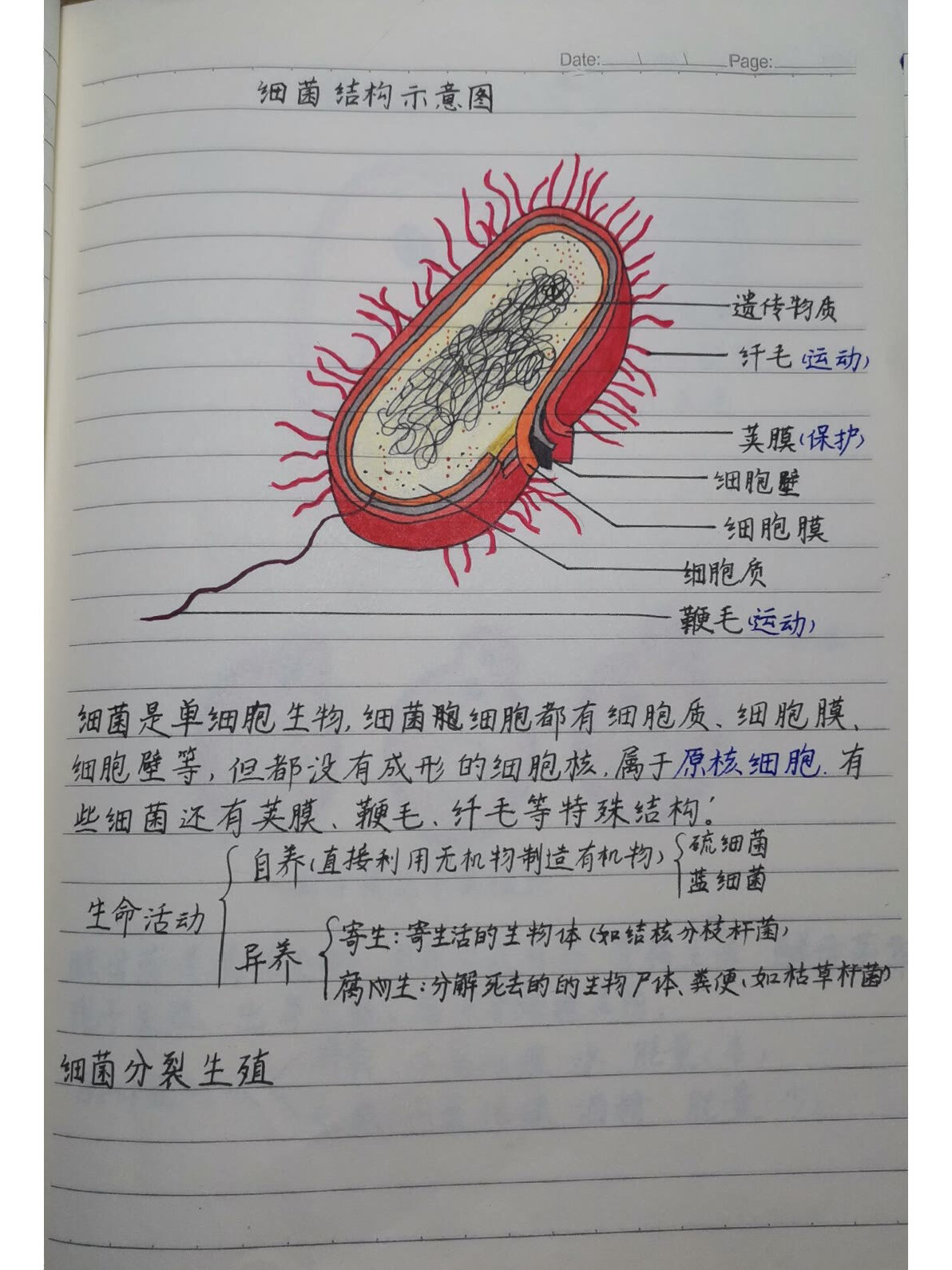 初一生物复习手画图