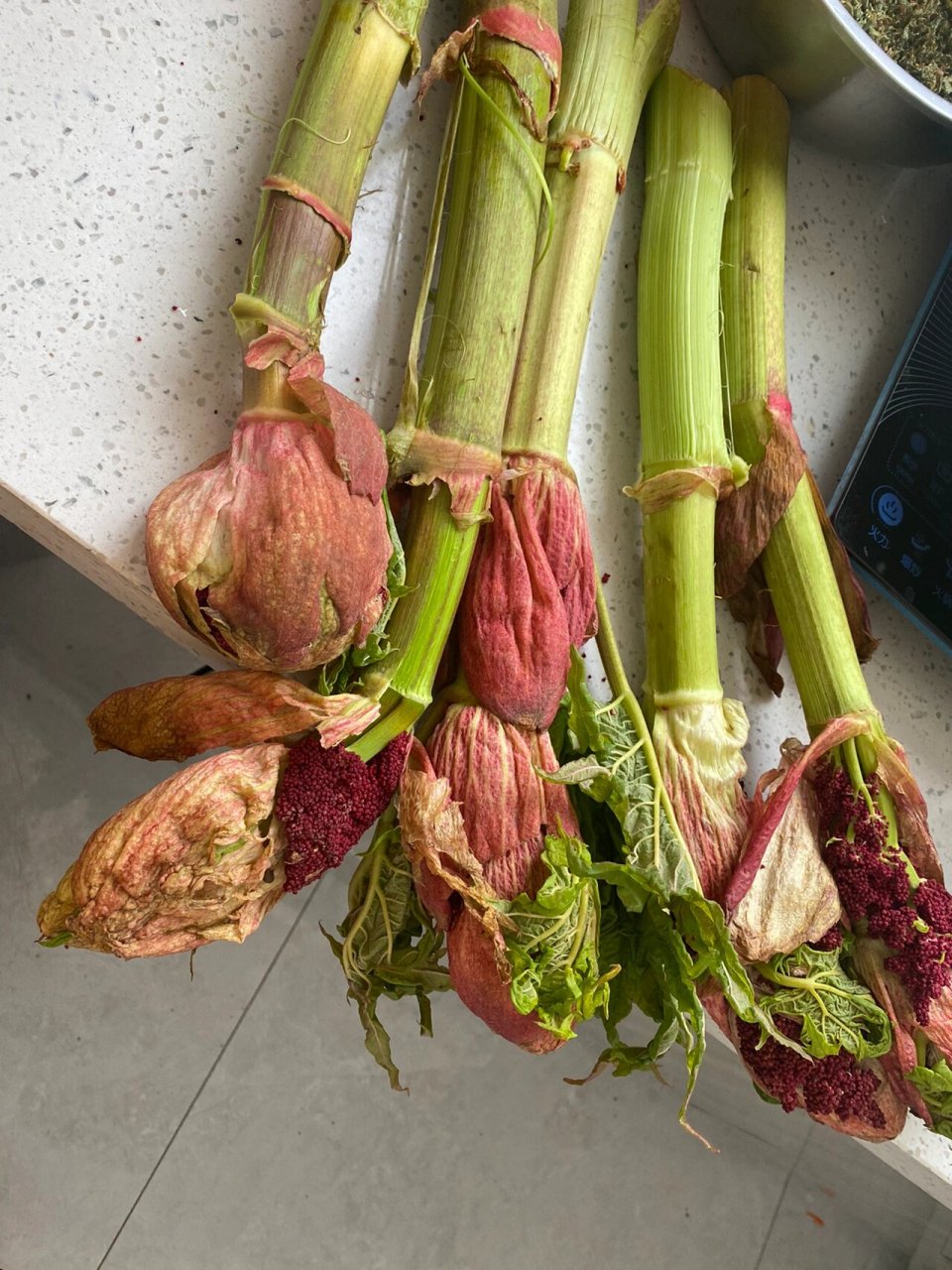 在农村有吃不完的野菜～大黄杆 大黄杆特别酸……凉拌很好吃