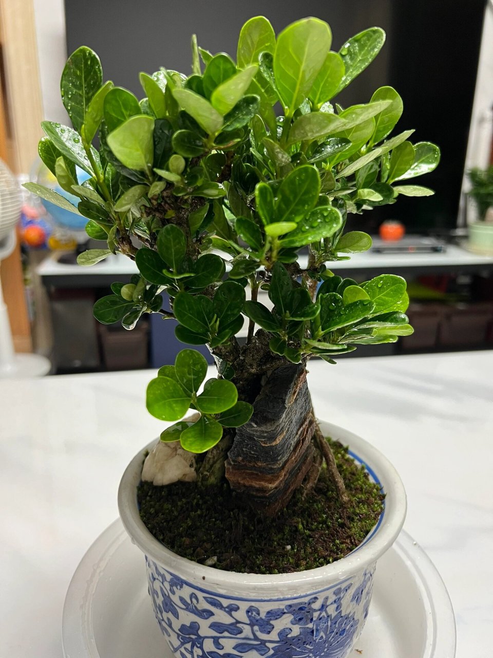 达摩栀子花 达摩栀子花,因其叶子圆钝,又名丸叶栀子花,属日本品种.