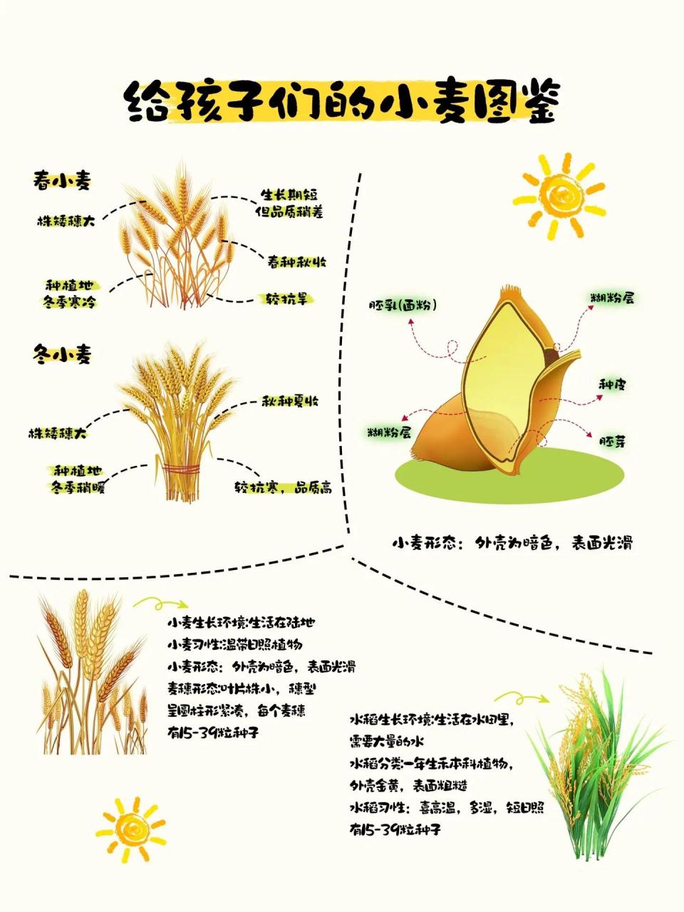 农作物启蒙第2弹|给小朋友的小麦图鉴98 粉丝宝宝上次在评论区问的