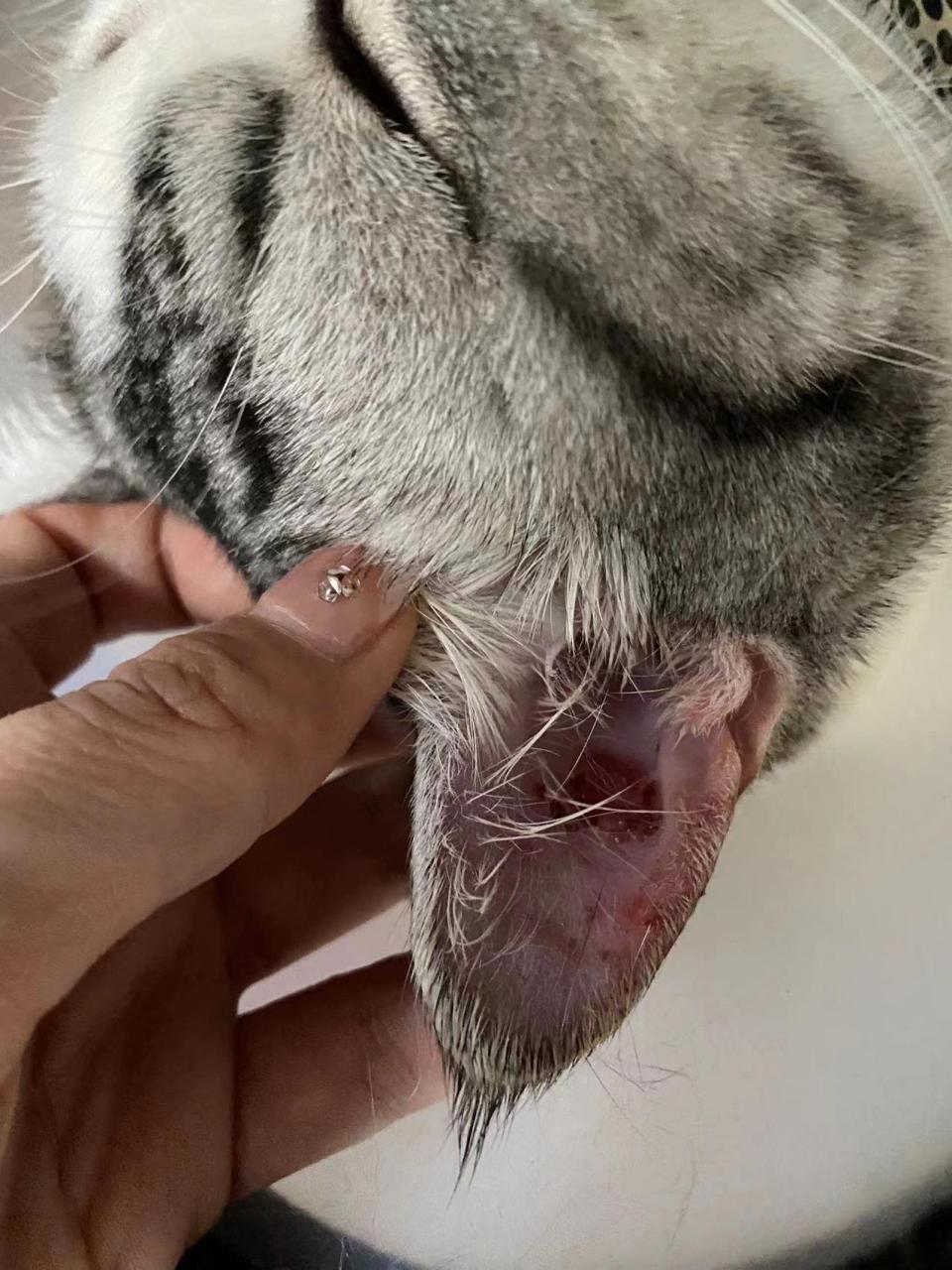猫咪耳朵红肿起痂治愈分享 晚上下班回到家发现猫咪耳朵里面异常.