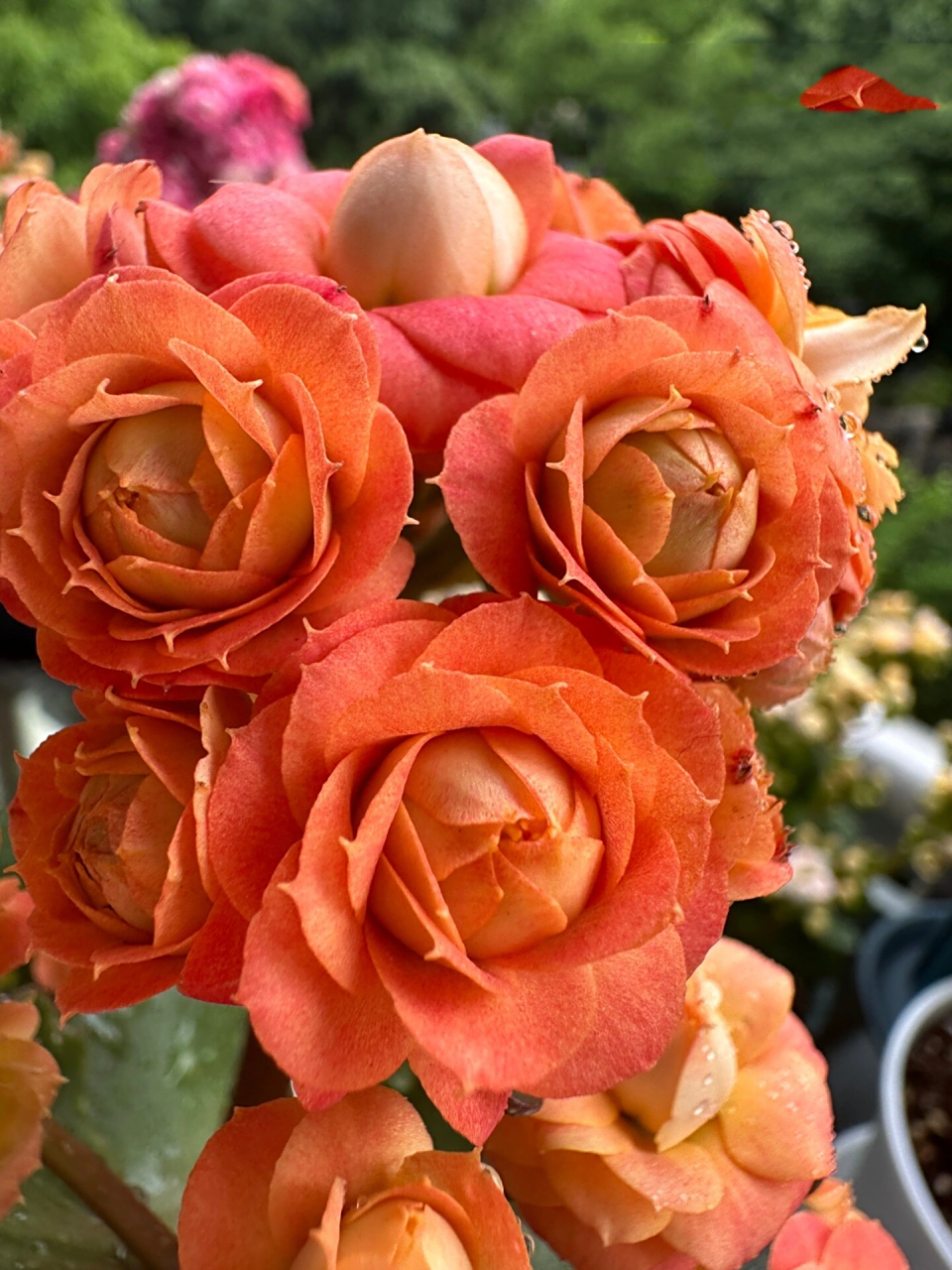 长寿花 华丽橙/赫尔利/赫丽/橙巴黎/万圣节 哦豁又是一盆有很多名字的