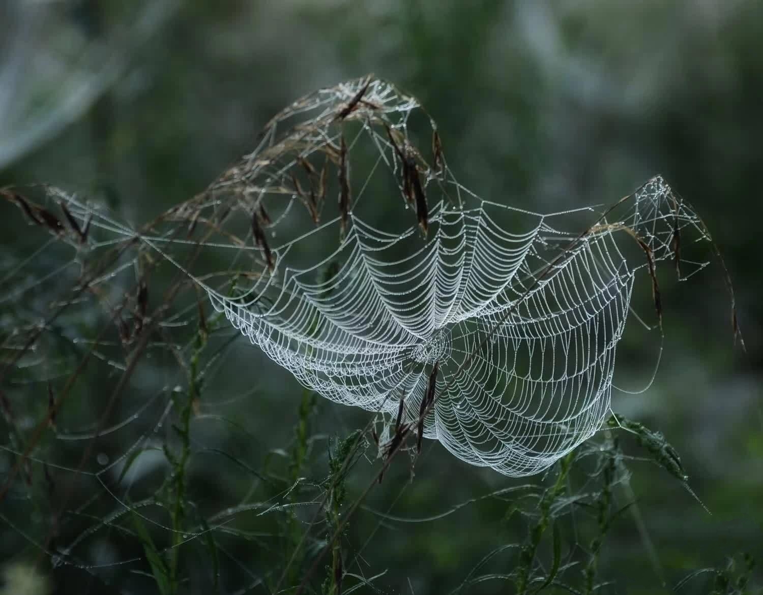 蜘蛛子蜘蛛网图片