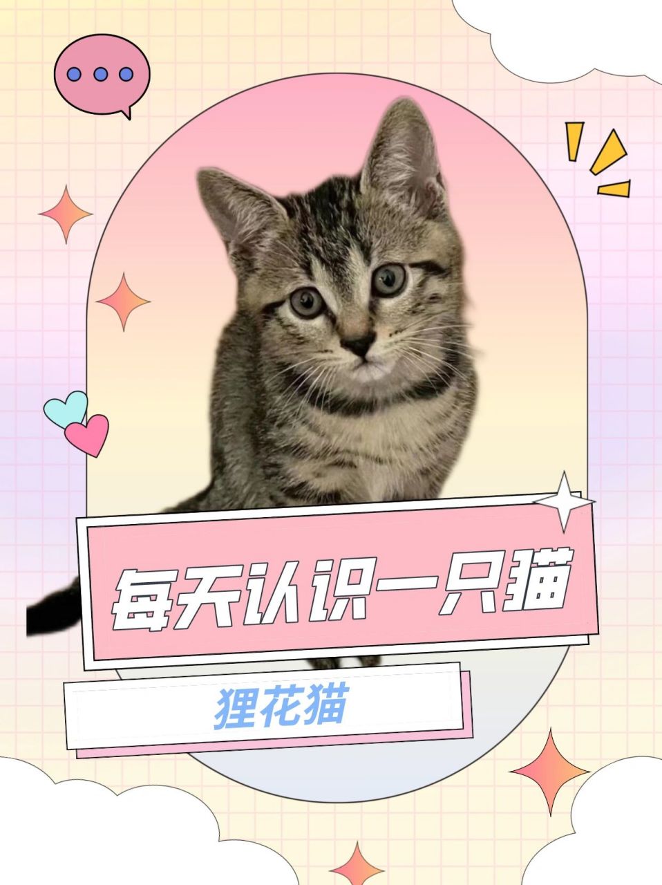 狸花猫寿命图片