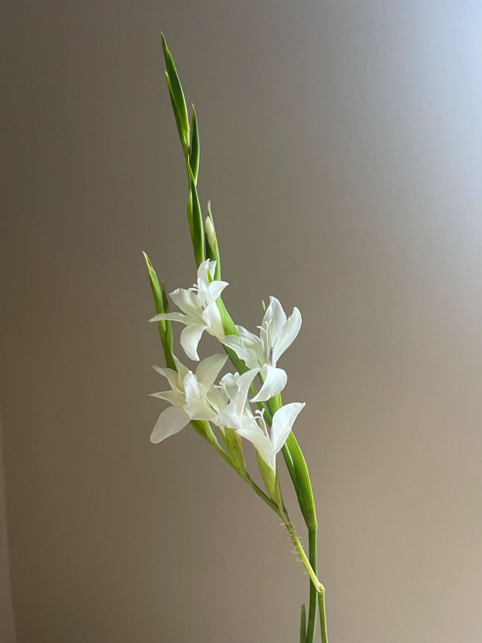 荷兰小剑兰|白色