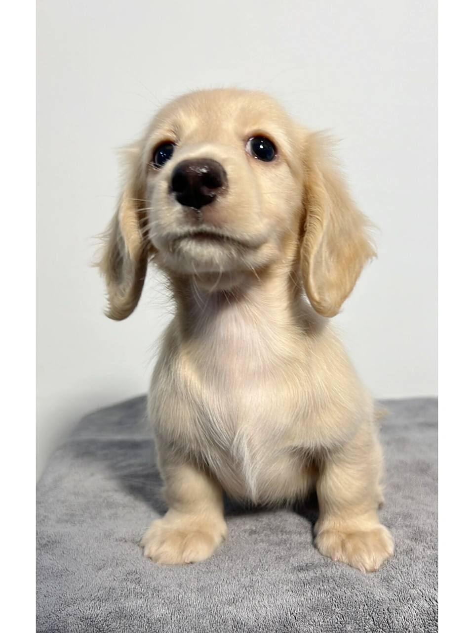 18出生的四小只长毛腊肠. 挑狗日啦. 纯奶油色妹妹,已定!