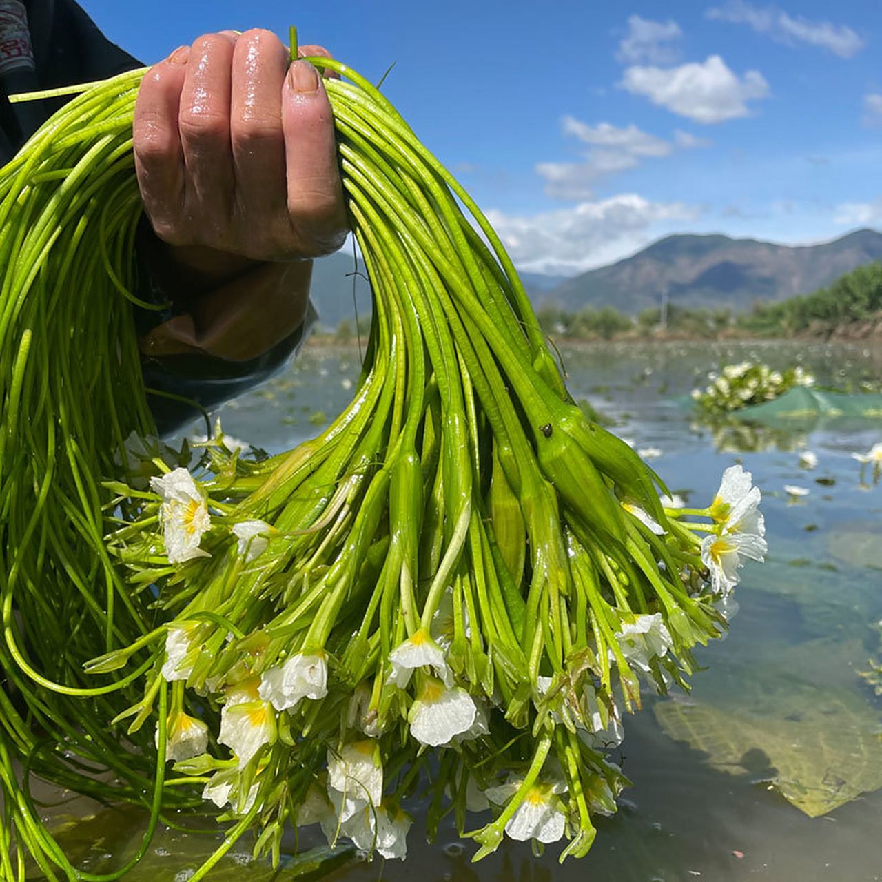 水性杨花---海菜花 水性杨花又称海菜花 是一种大理白族特色的水生
