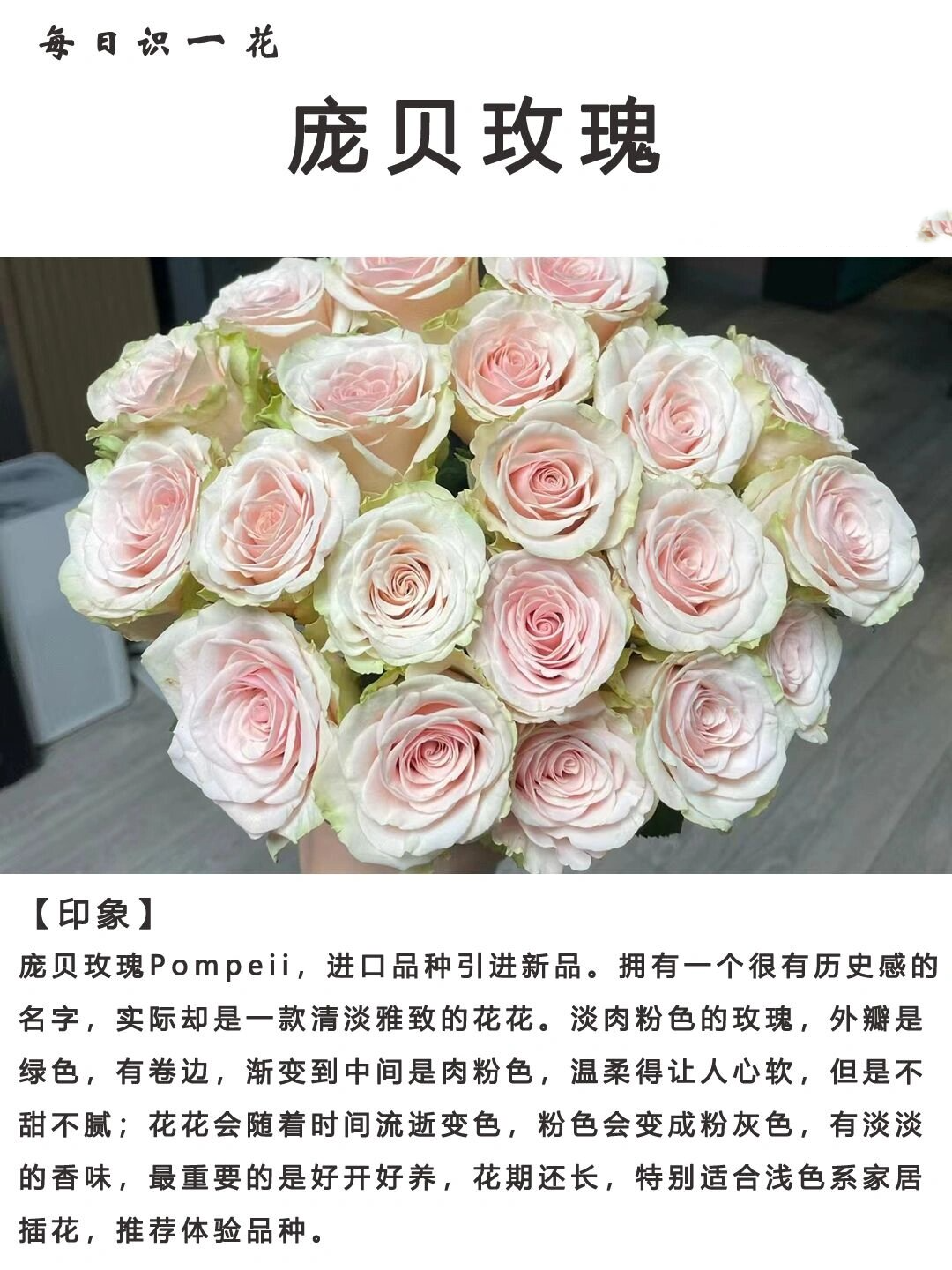 day103|每日识一花|庞贝玫瑰 庞贝玫瑰pompeii,进口品种引进新品.