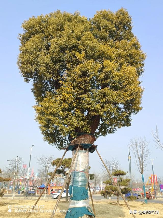 它是樟科樟属的明星树种,有着"小叶樟","樟木子"等可爱别名