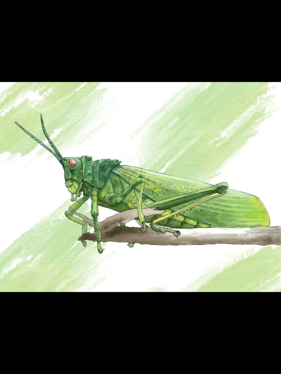 昆虫记灰蝗虫的外形图片