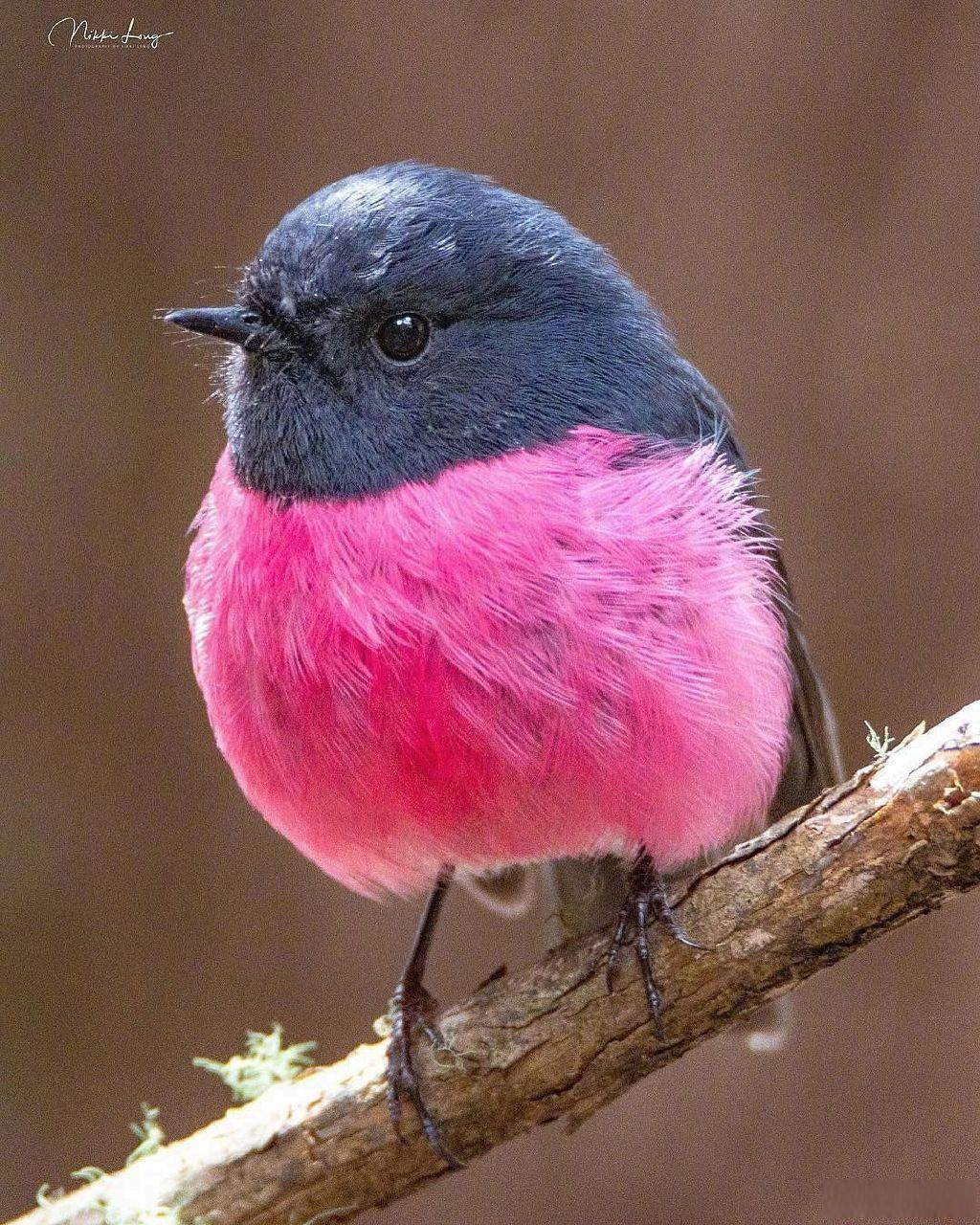 粉红知更鸟,我感觉它在叉腰