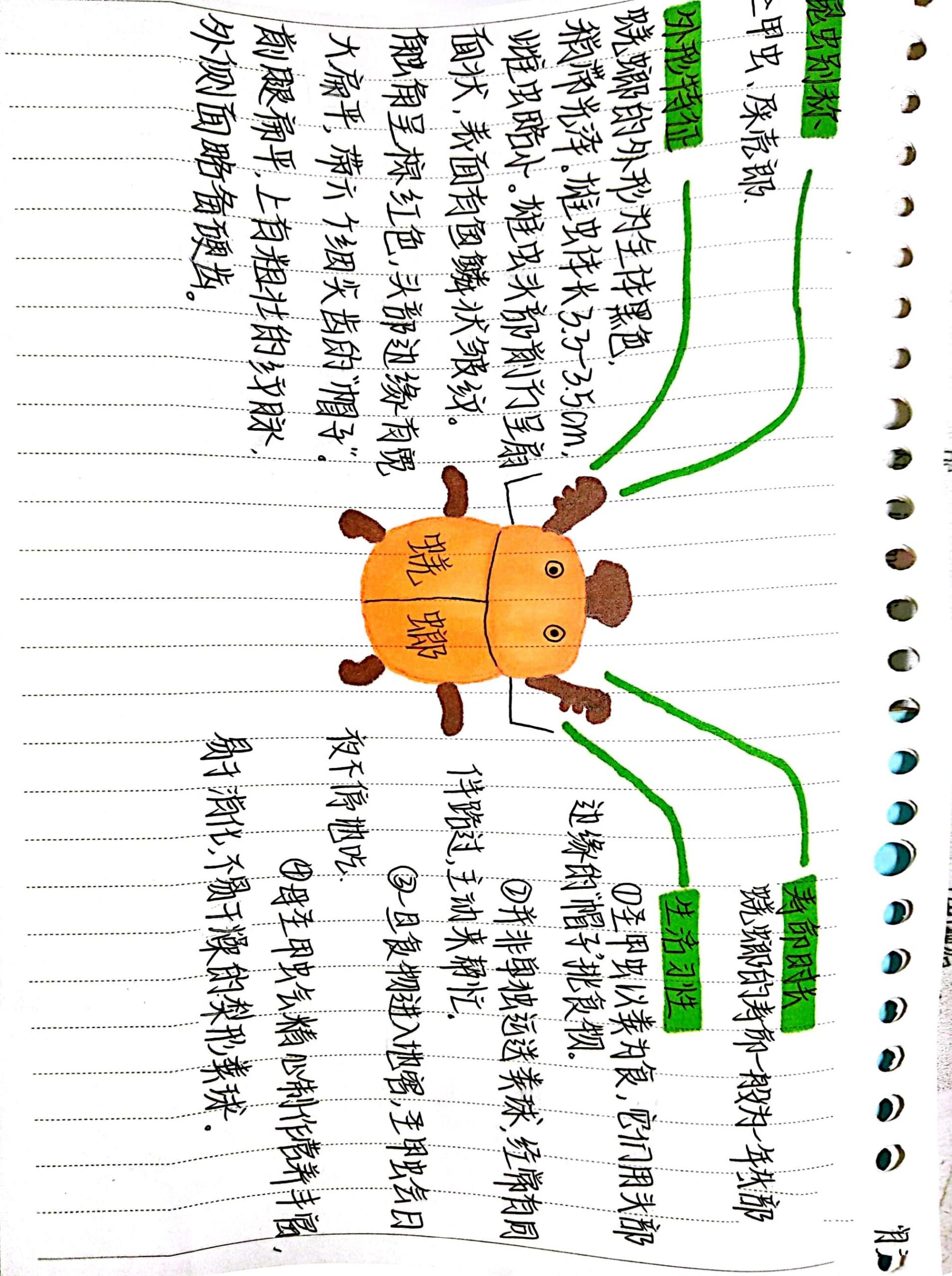 《昆虫记》昆虫的思维导图