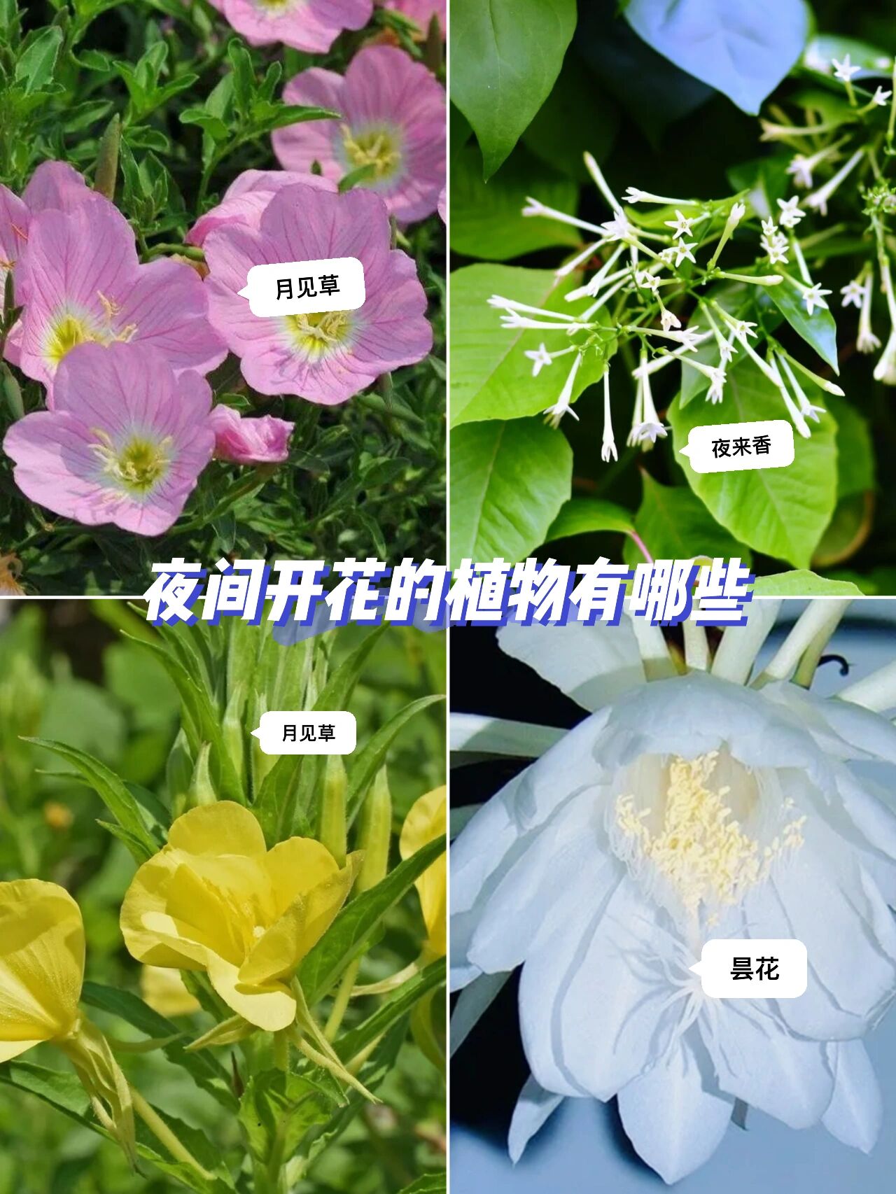 哪些是夜间开花的植物75你不会只知道昙花吧   宝子们,你知道的夜间