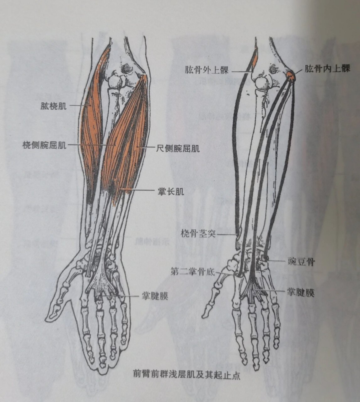 肱骨肌肉图片