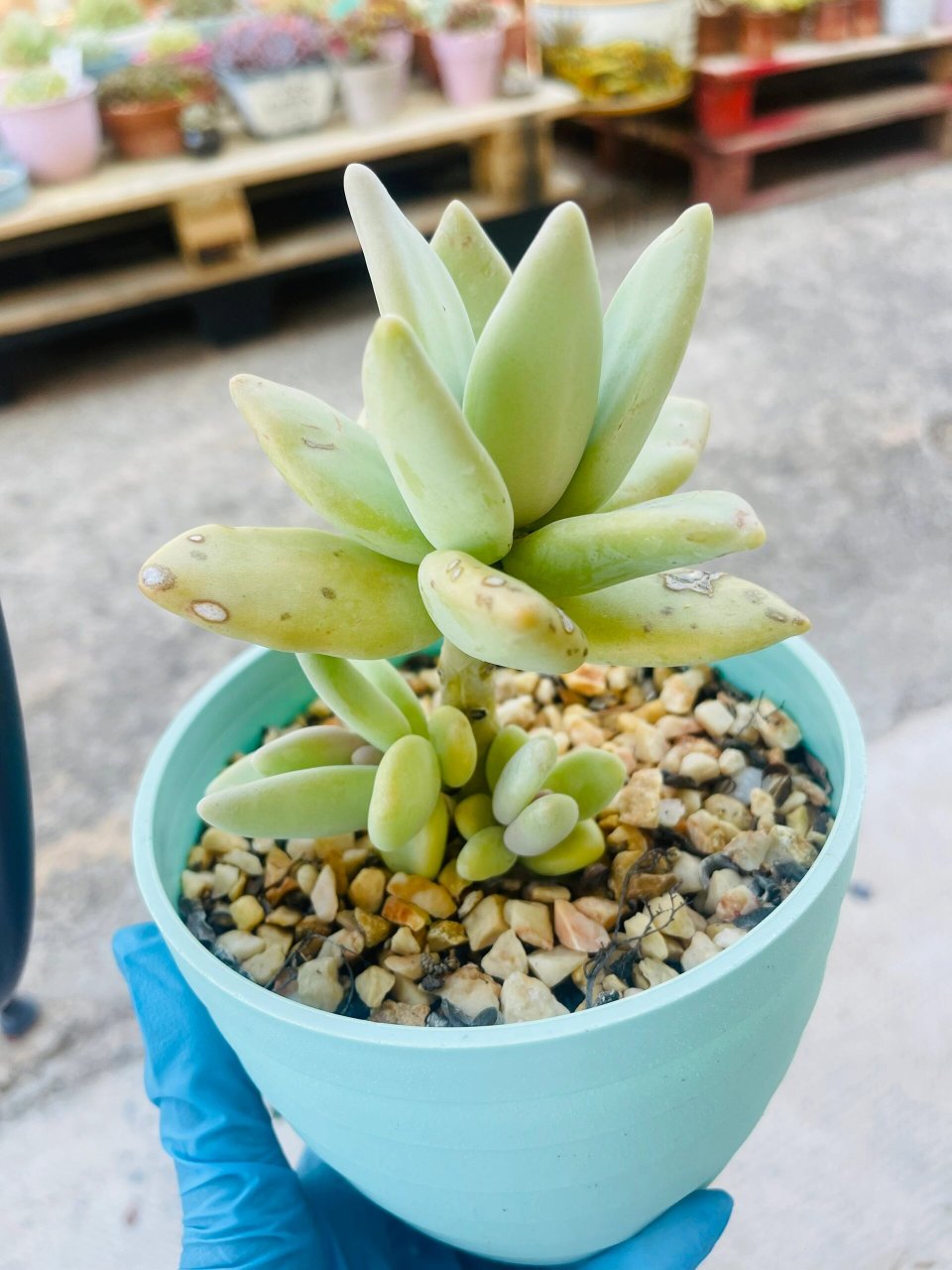 每日记录一款自养的多肉 芒果美人 第36天,完美诠释了盆有多大,肉就