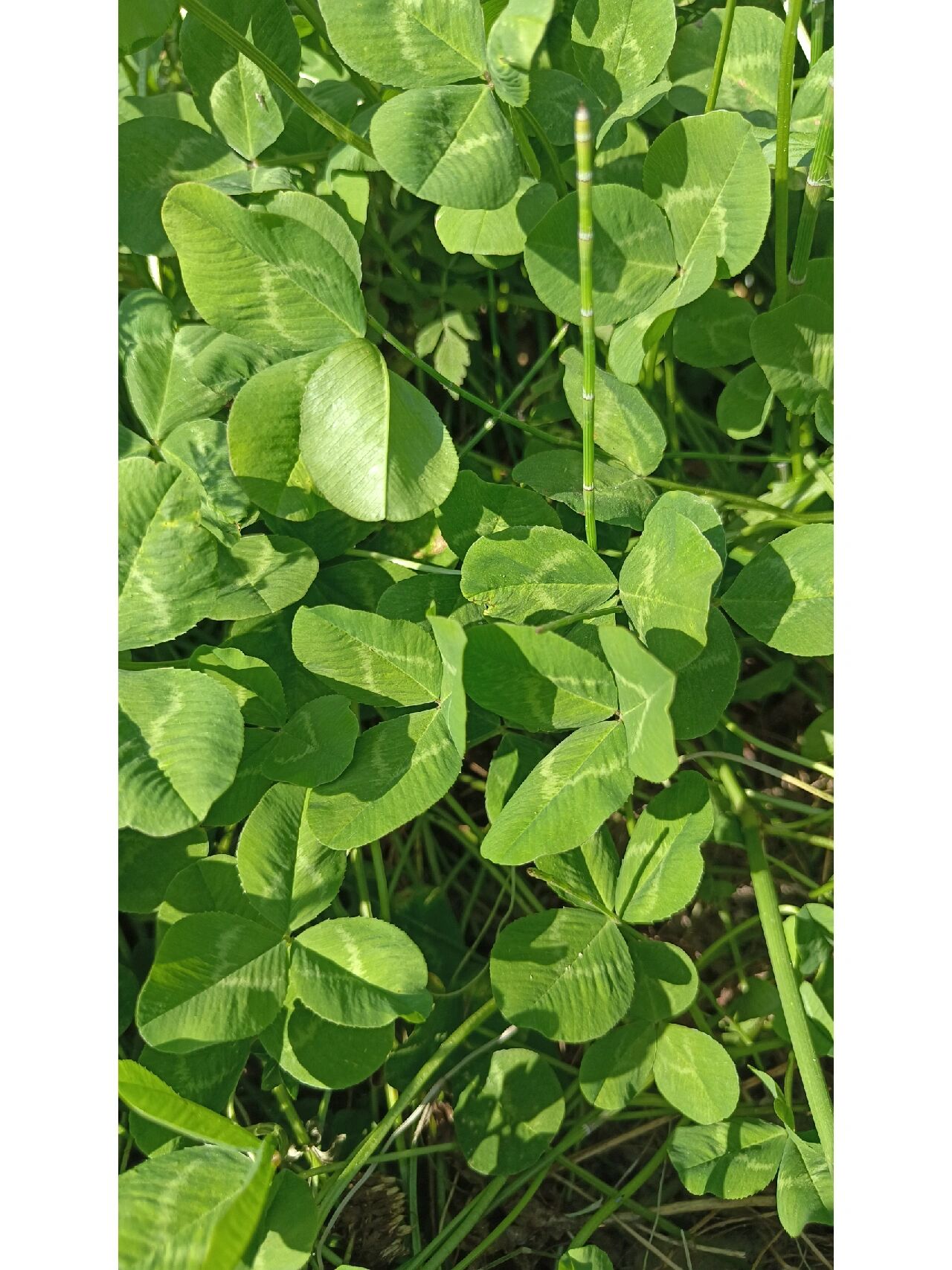 不会还没人知道三叶草也可以吃吧