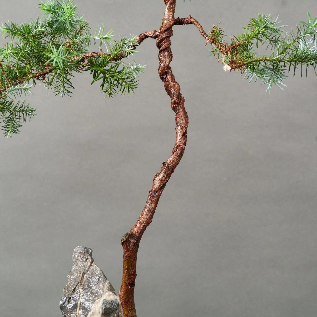 日本岗松(雪松),精品桌面盆景