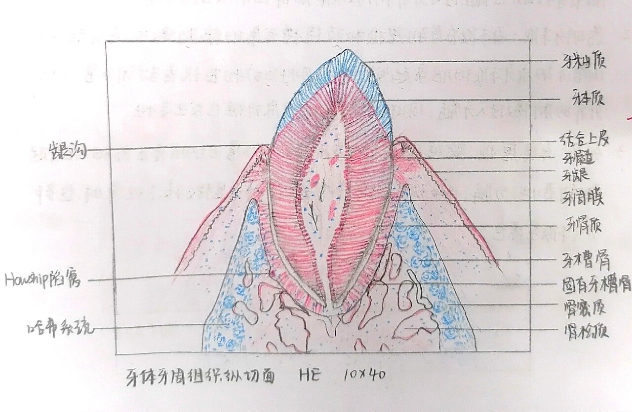 钟状期成釉器红蓝绘图图片