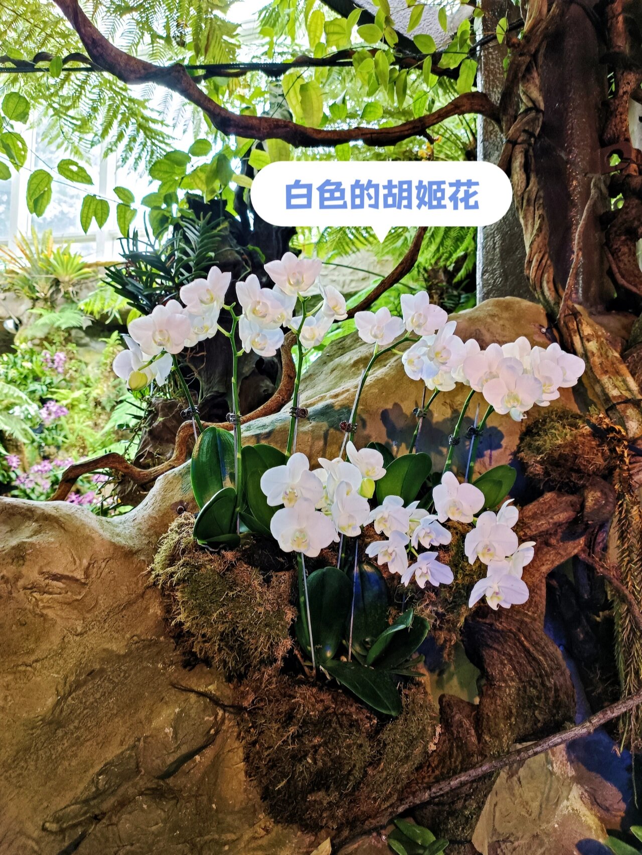 9492 新加坡胡姬花园 | 好疗愈