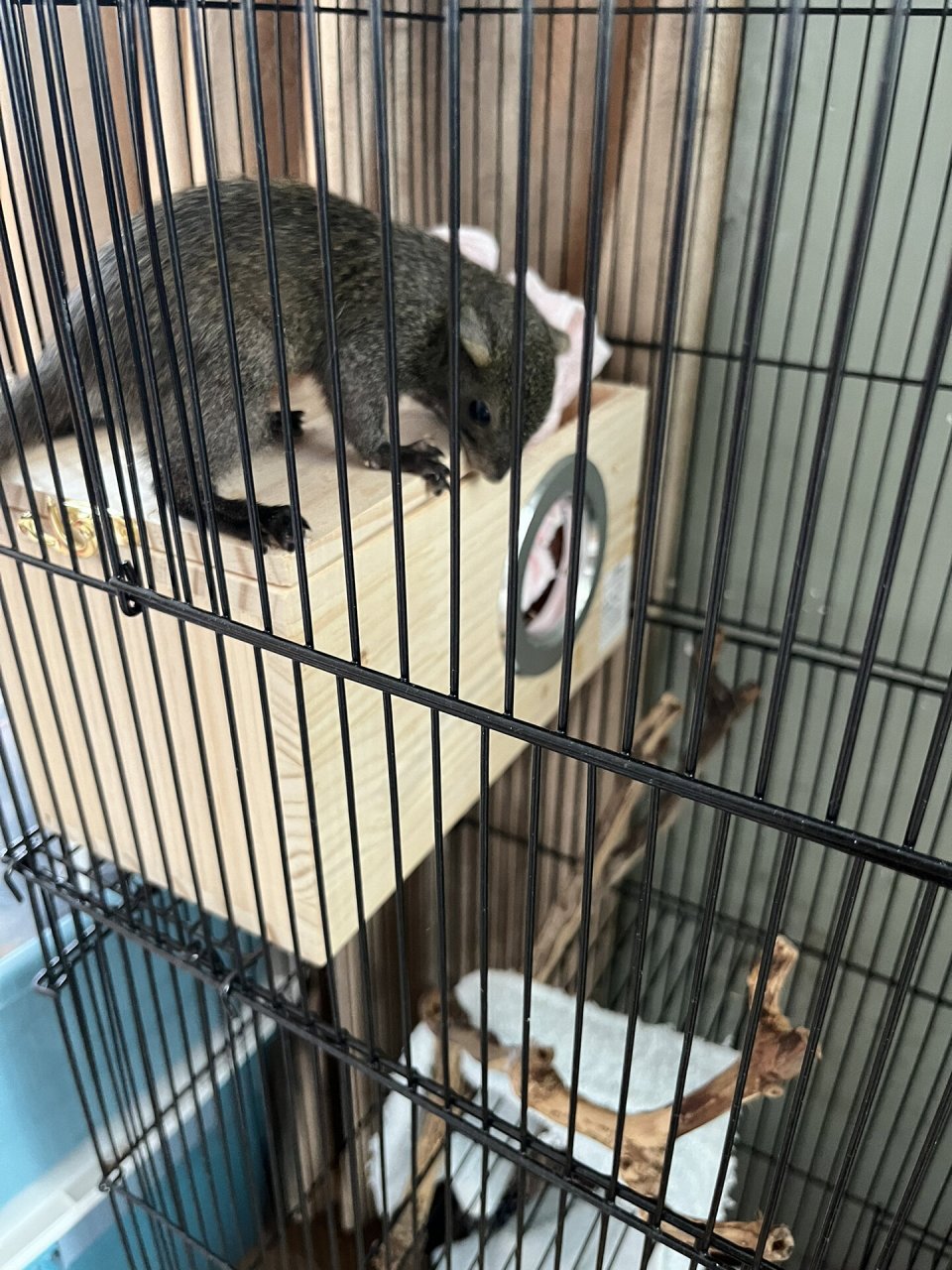 新的松鼠窝 深圳冬天虽然没有那么冷但是还是需要注意6015纠结了