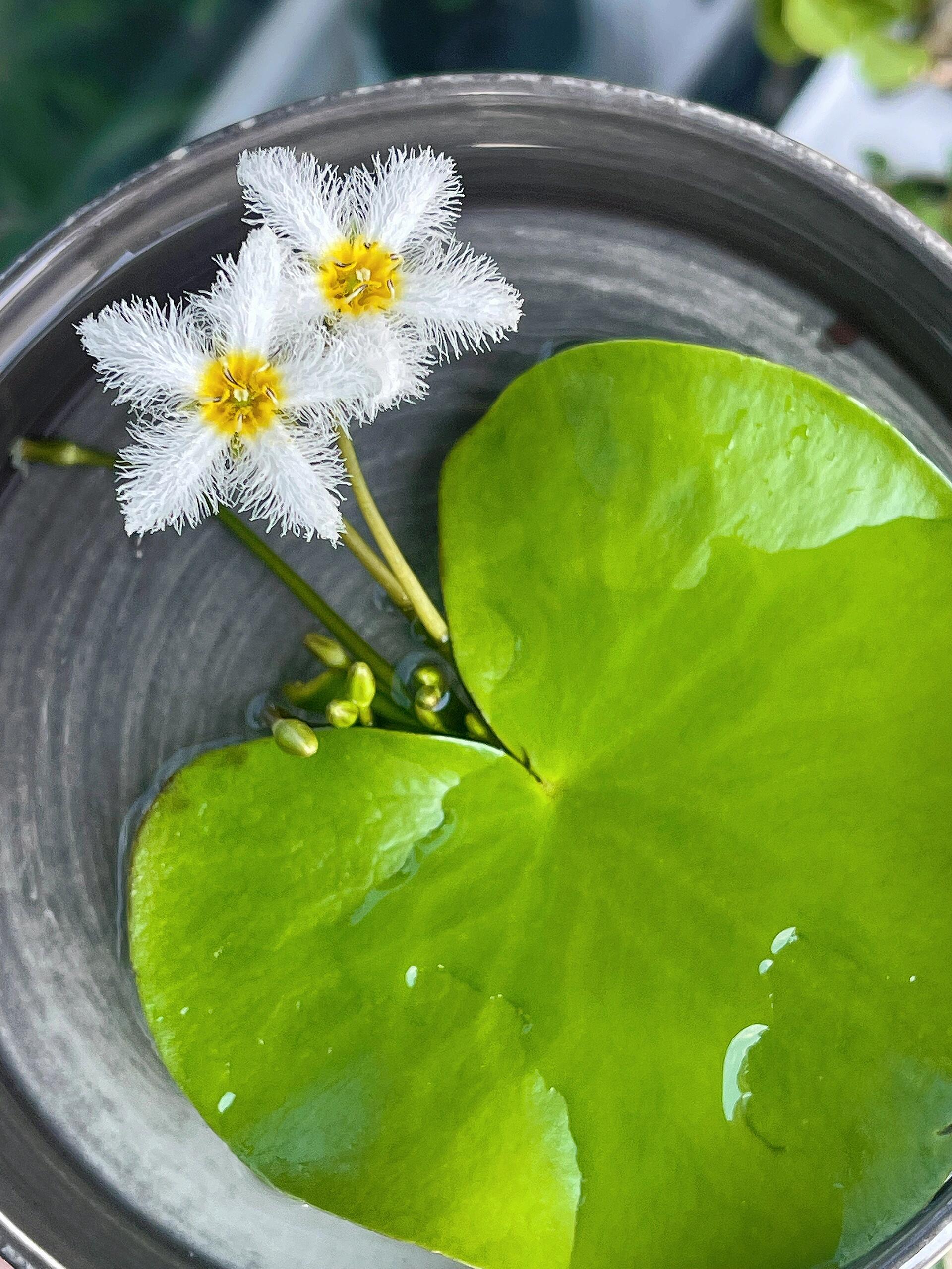 一叶莲,真是让人心动!