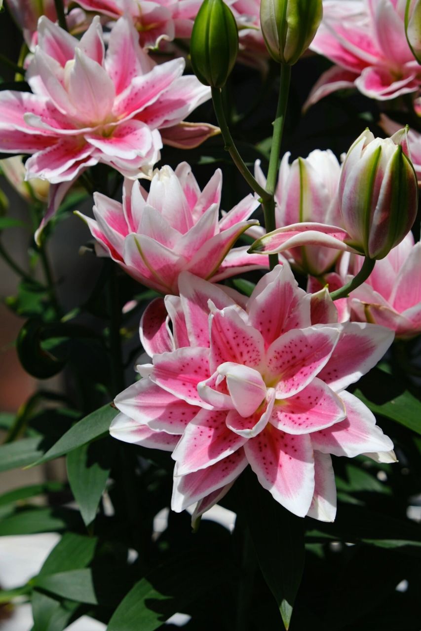 一些百合美图,重瓣百合真是美极了 最早一批2.