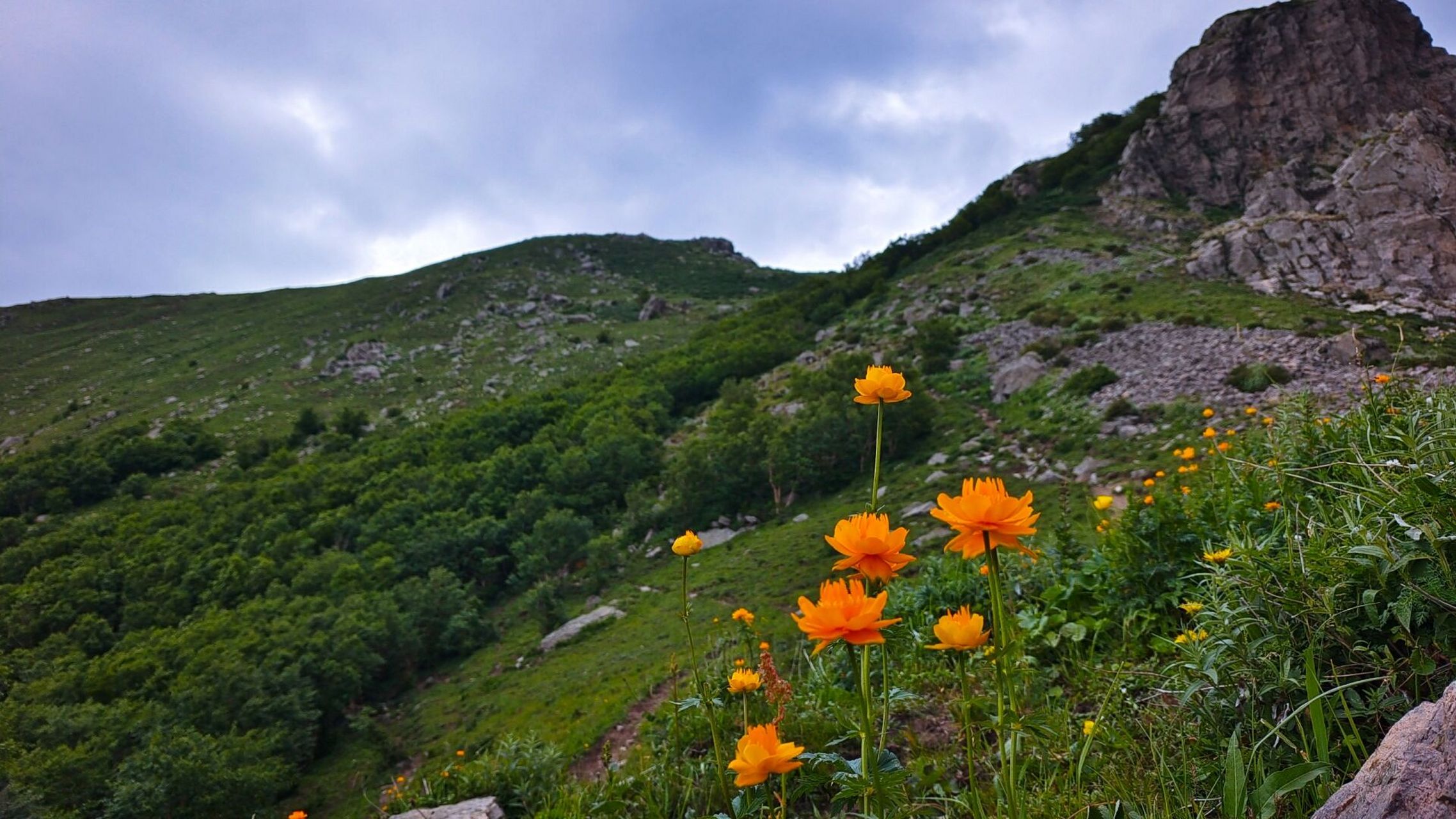 东灵山‖那美丽的金莲花 东灵山,北京最高峰.