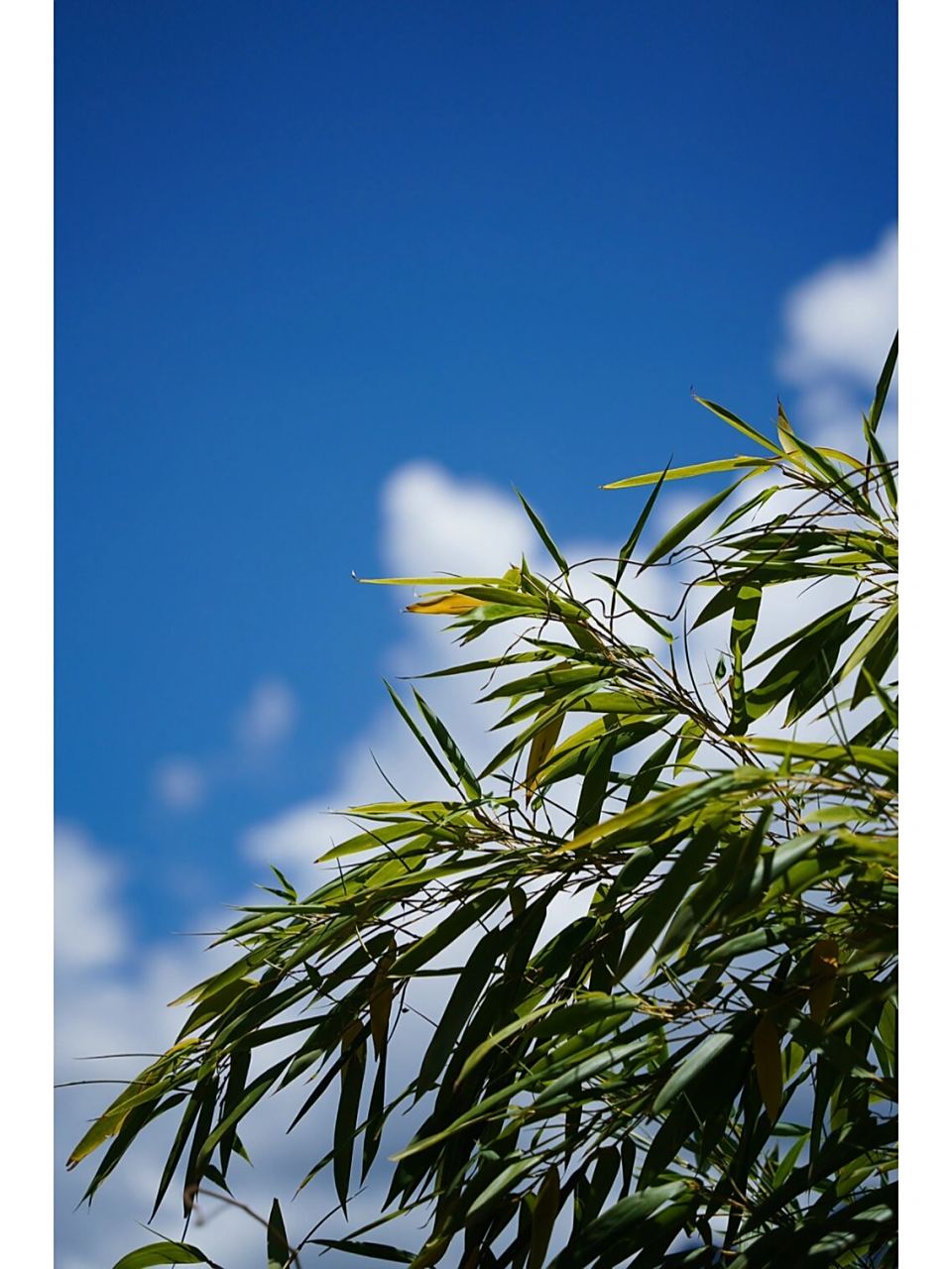 一波川西竖屏风景来袭～ 貌似9张不太够呀 #川西旅游# #摄影# #户外