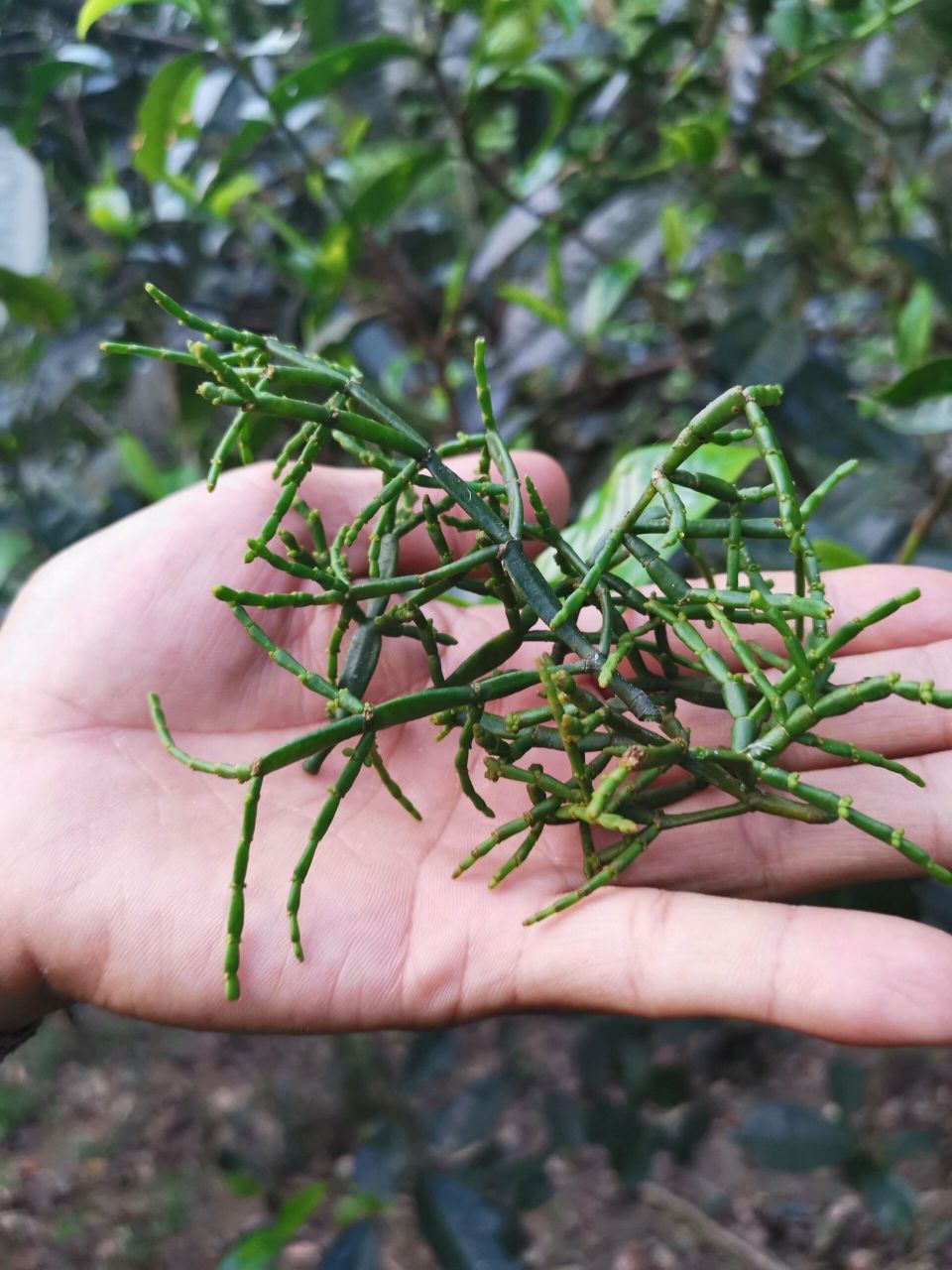 螃蟹脚,是一种罕见的寄生兰植物; 它寄生在茶树上