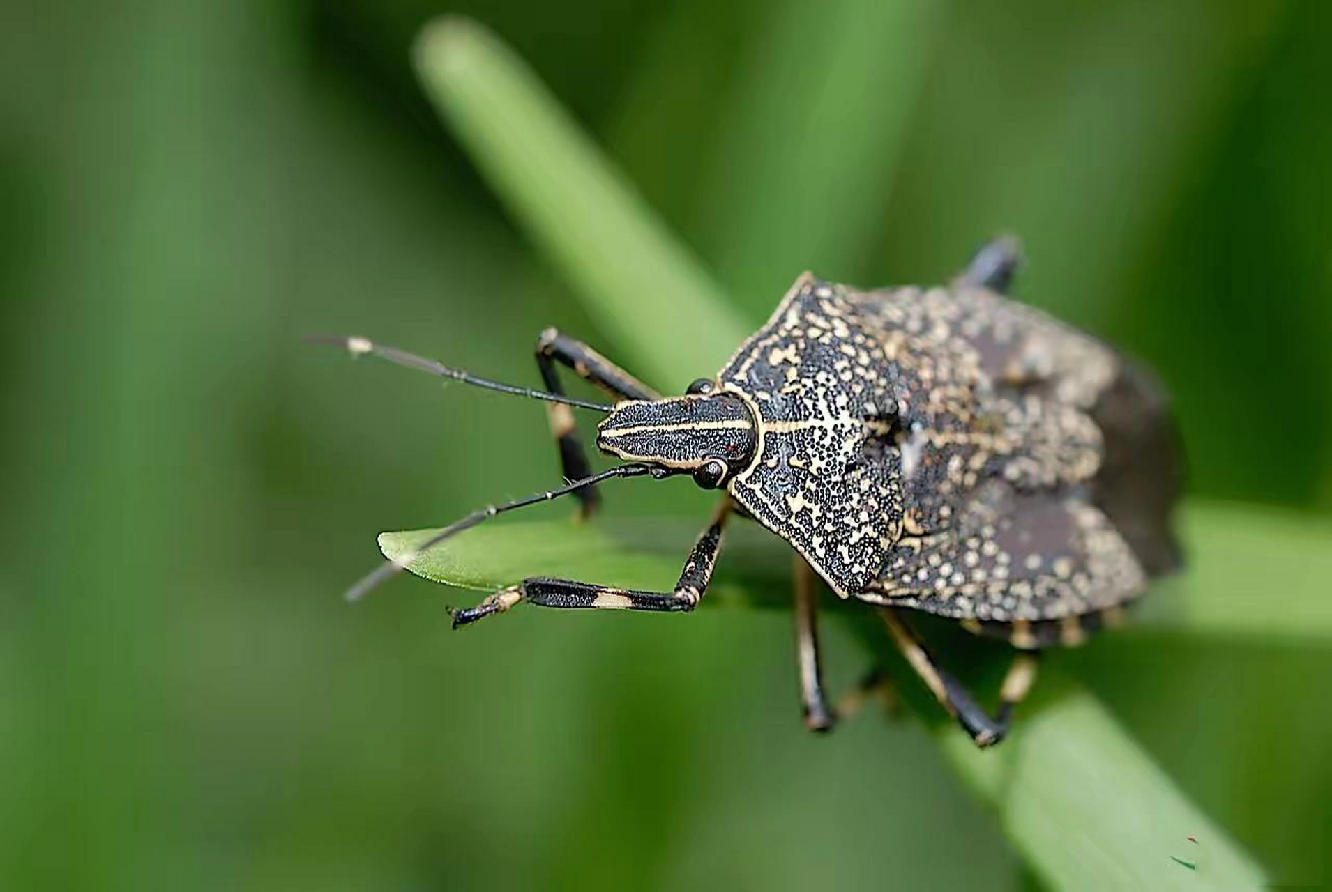 昆虫百科 蝽象指的是昆虫纲,半翅目昆虫的总称.