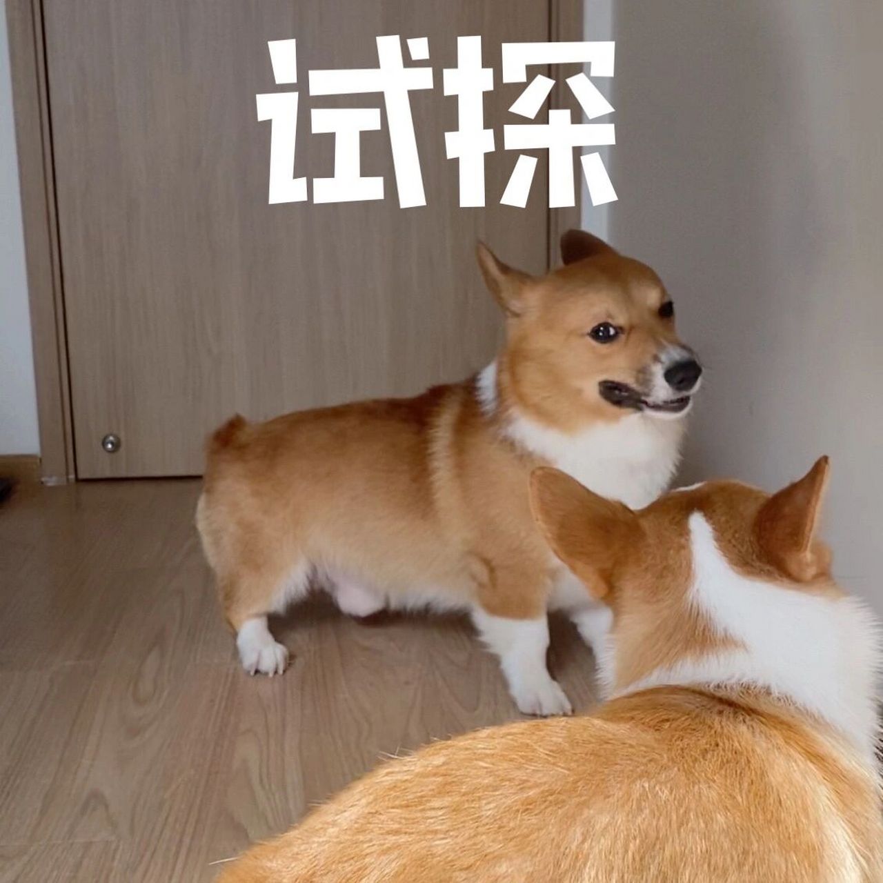 关于一套吵架打架表情包,你们拿去吧 我家两只有空没空就打架玩(真的